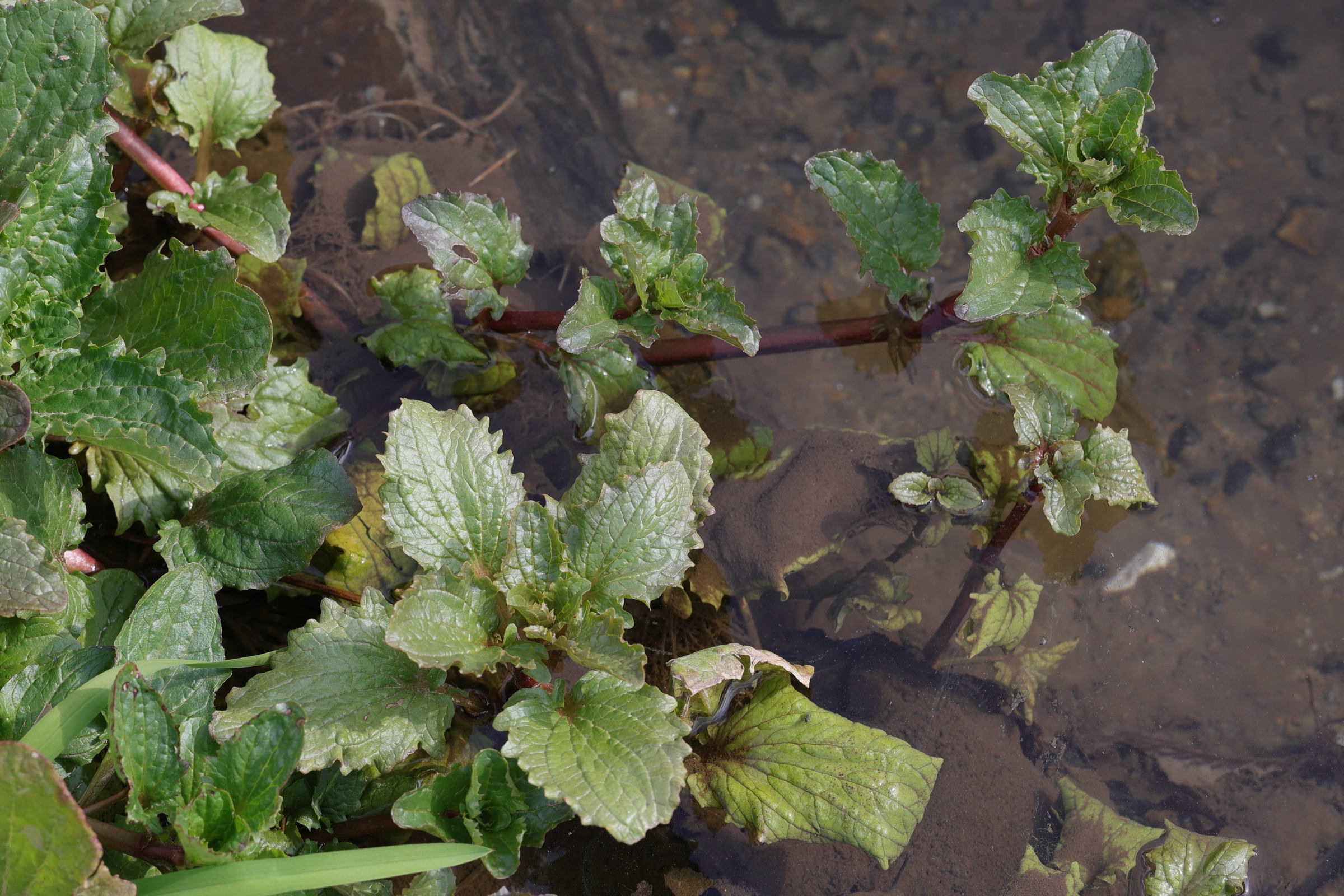 Afficher le média erythranthe_guttata5md erythranthe_guttata5md