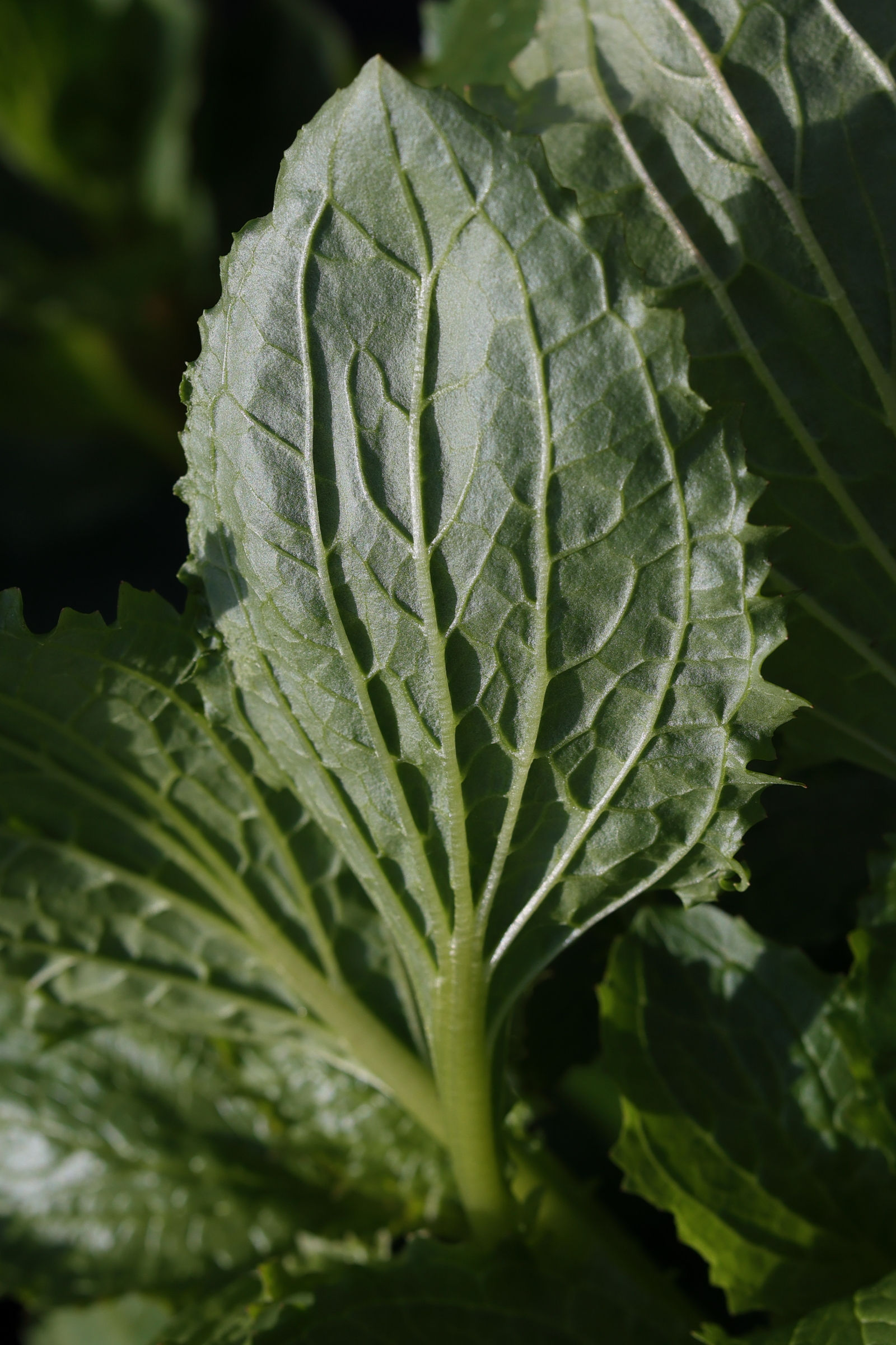 Afficher le média erythranthe_guttata6md erythranthe_guttata6md