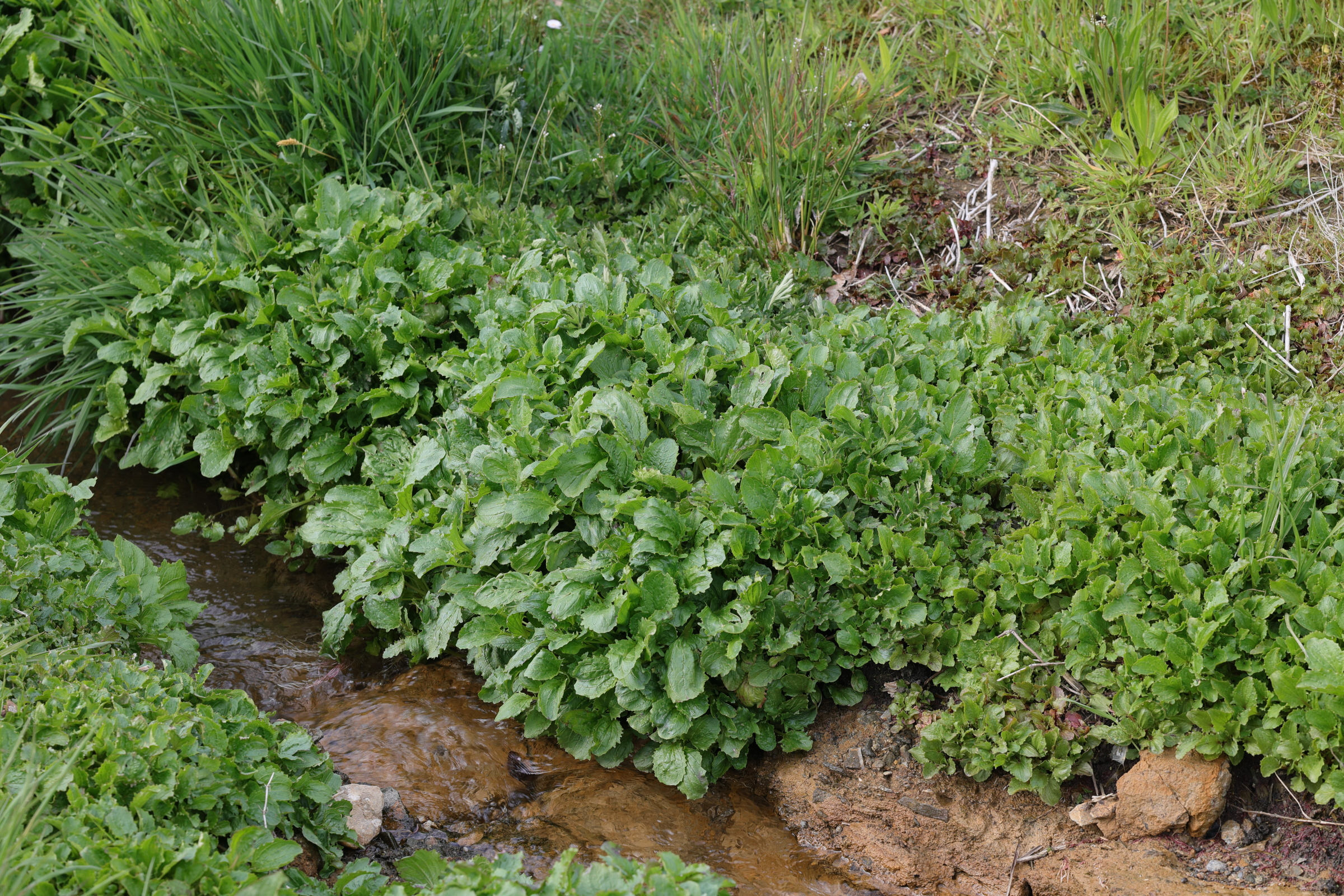 Afficher le média erythranthe_guttata7md erythranthe_guttata7md