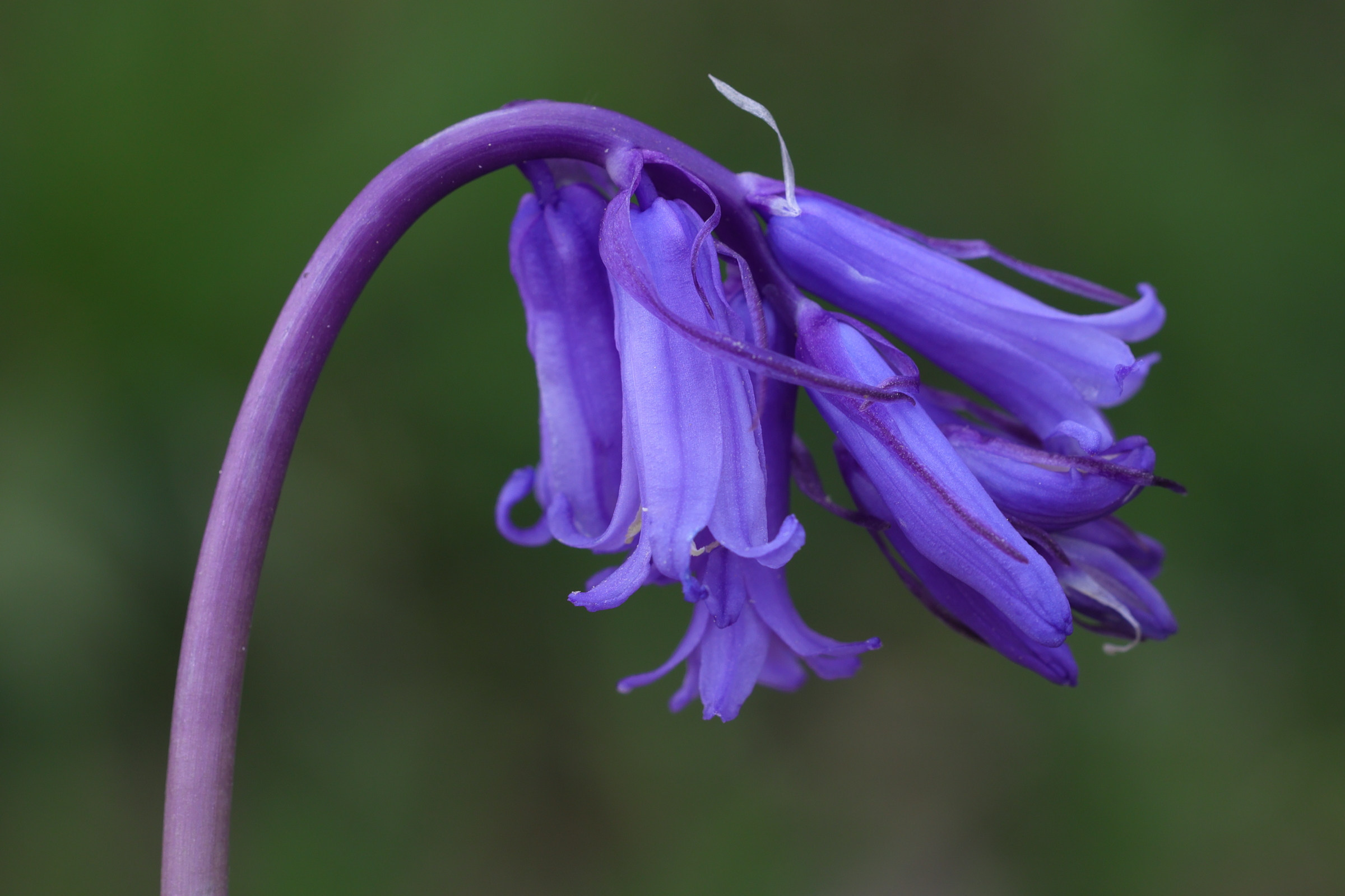 Afficher le média hyacinthoides_non-scripta8md hyacinthoides_non-scripta8md