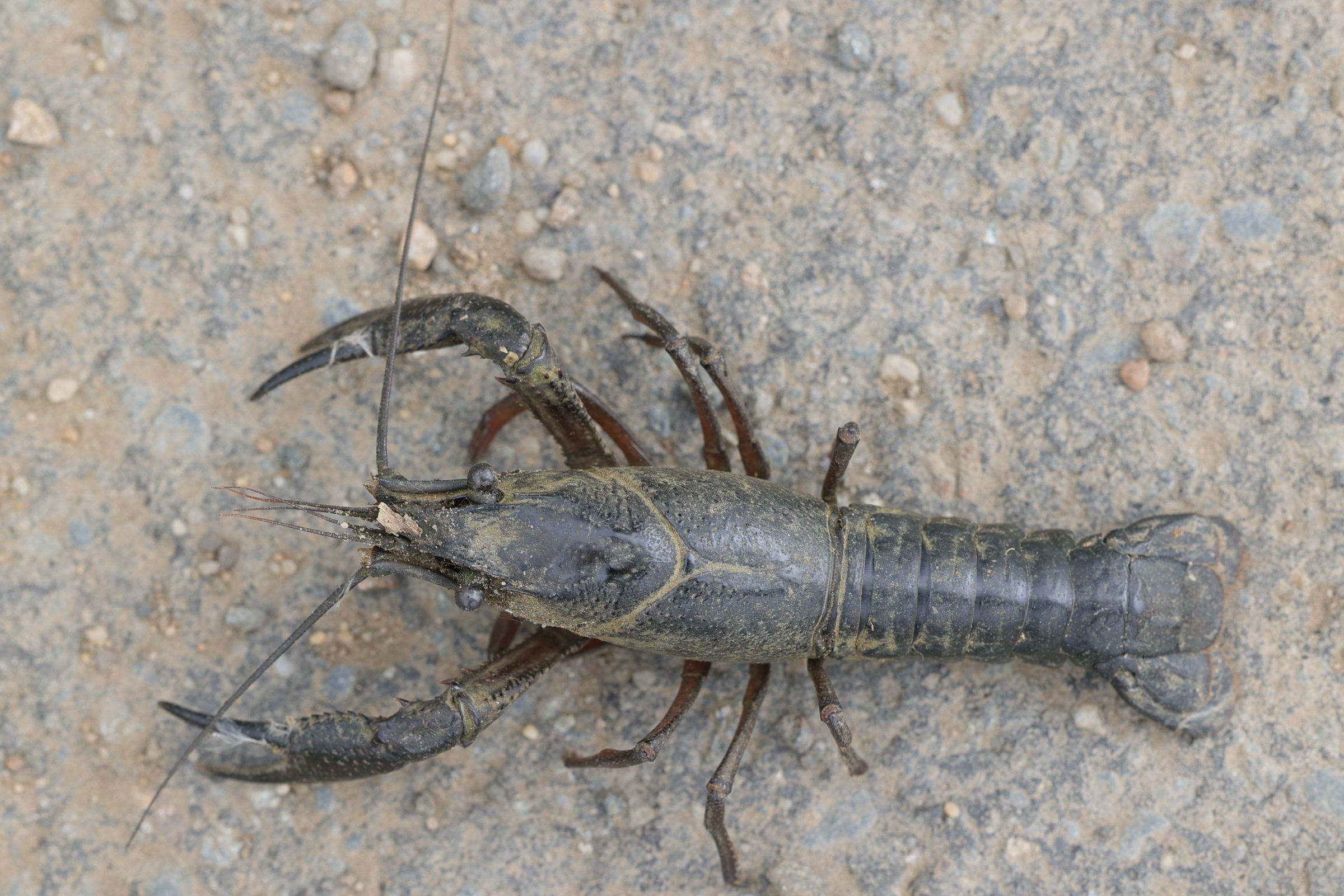 Afficher le média procambarus_clarkii7md procambarus_clarkii7md