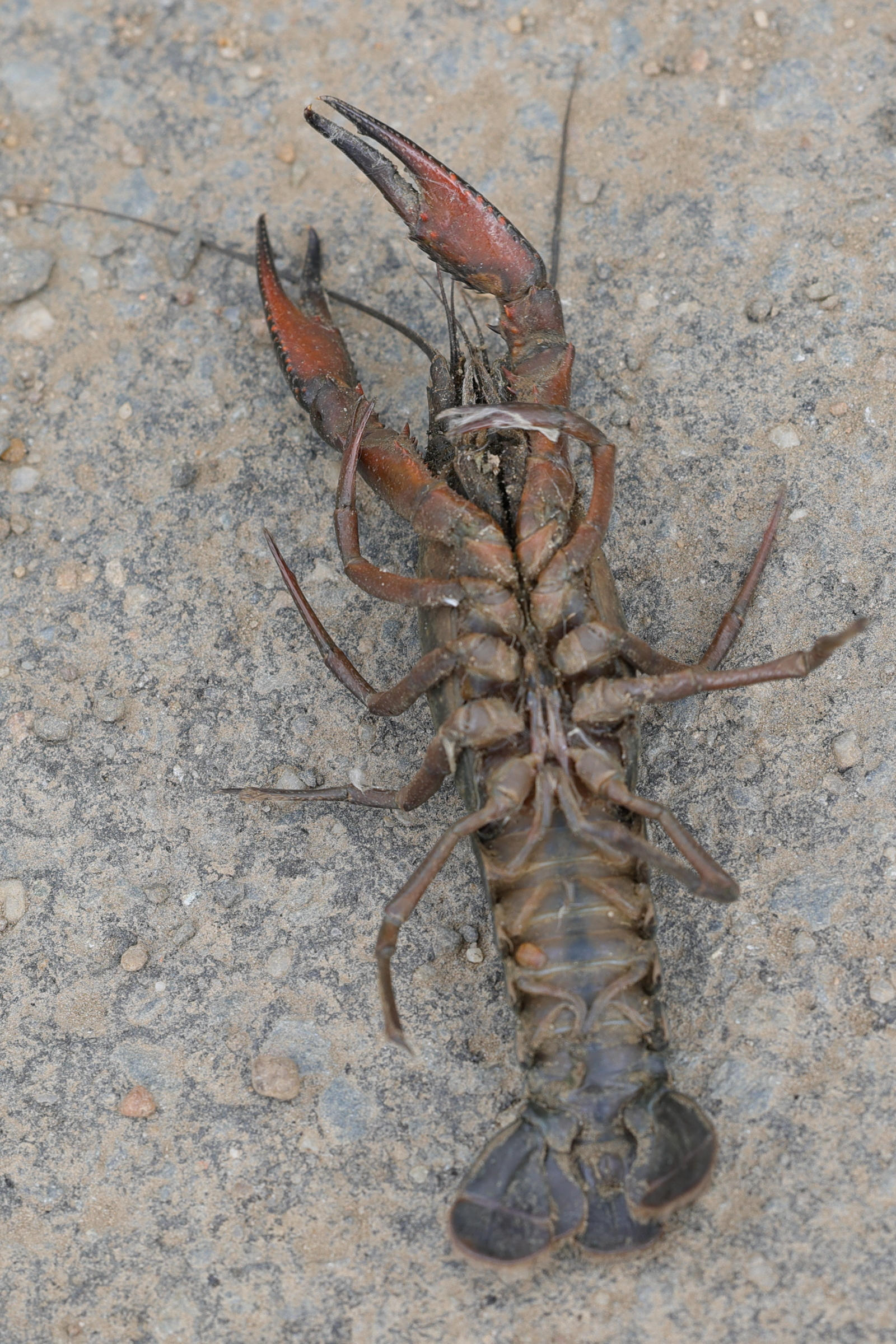 Afficher le média procambarus_clarkii8md procambarus_clarkii8md