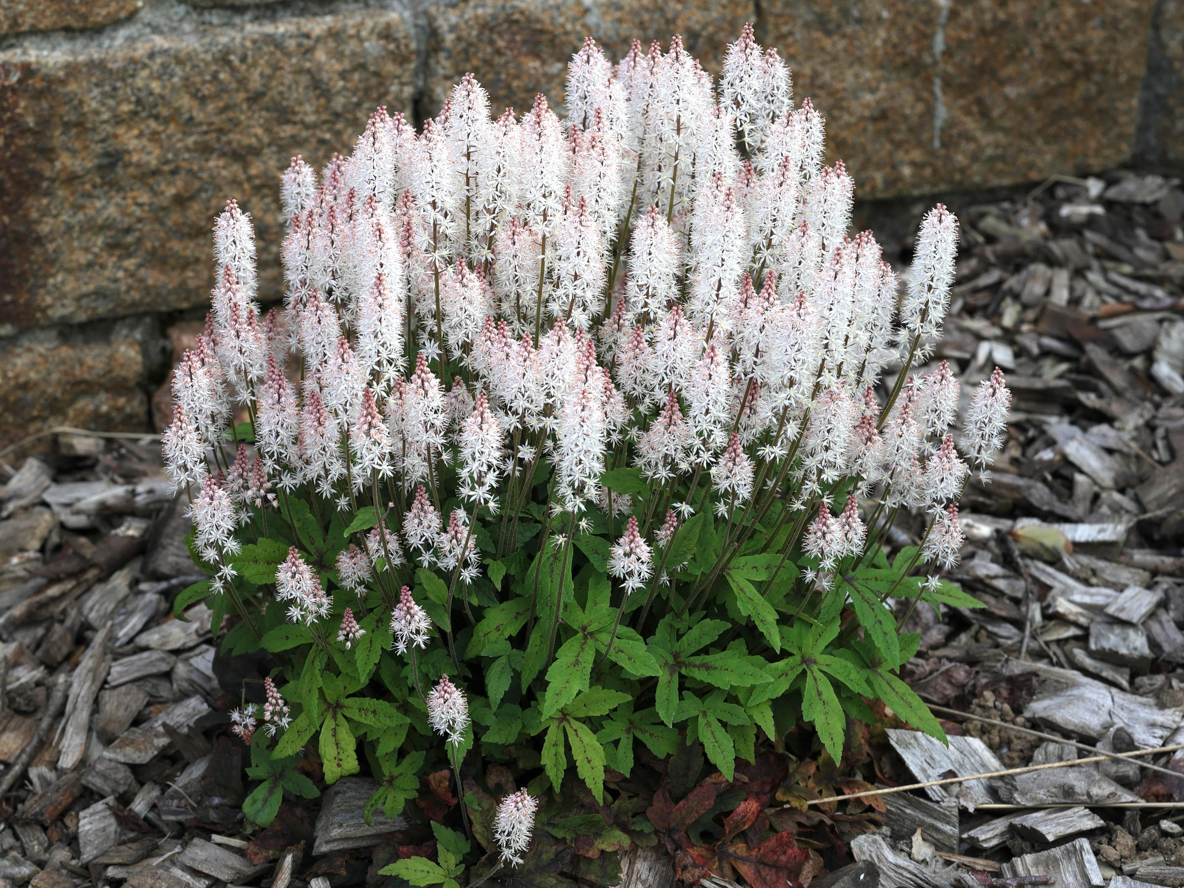 tiarella_cordifolia1md