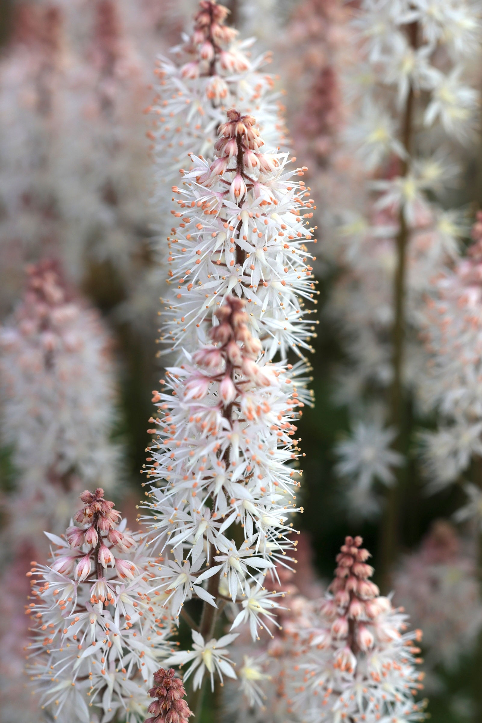 tiarella_cordifolia2md