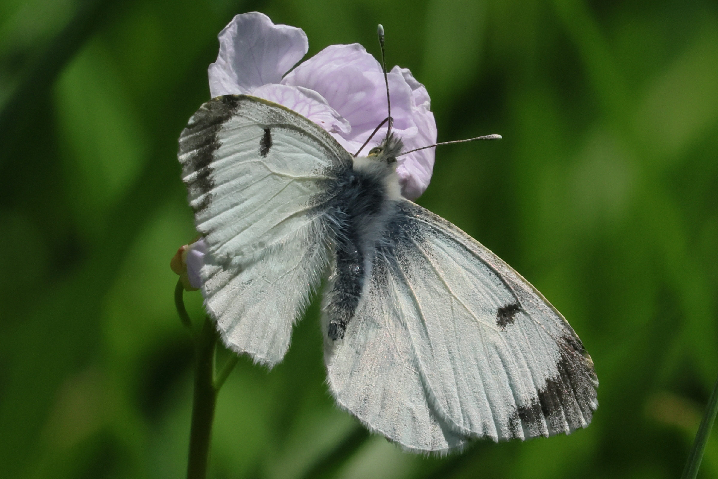 anthocharis_cardamines2bd