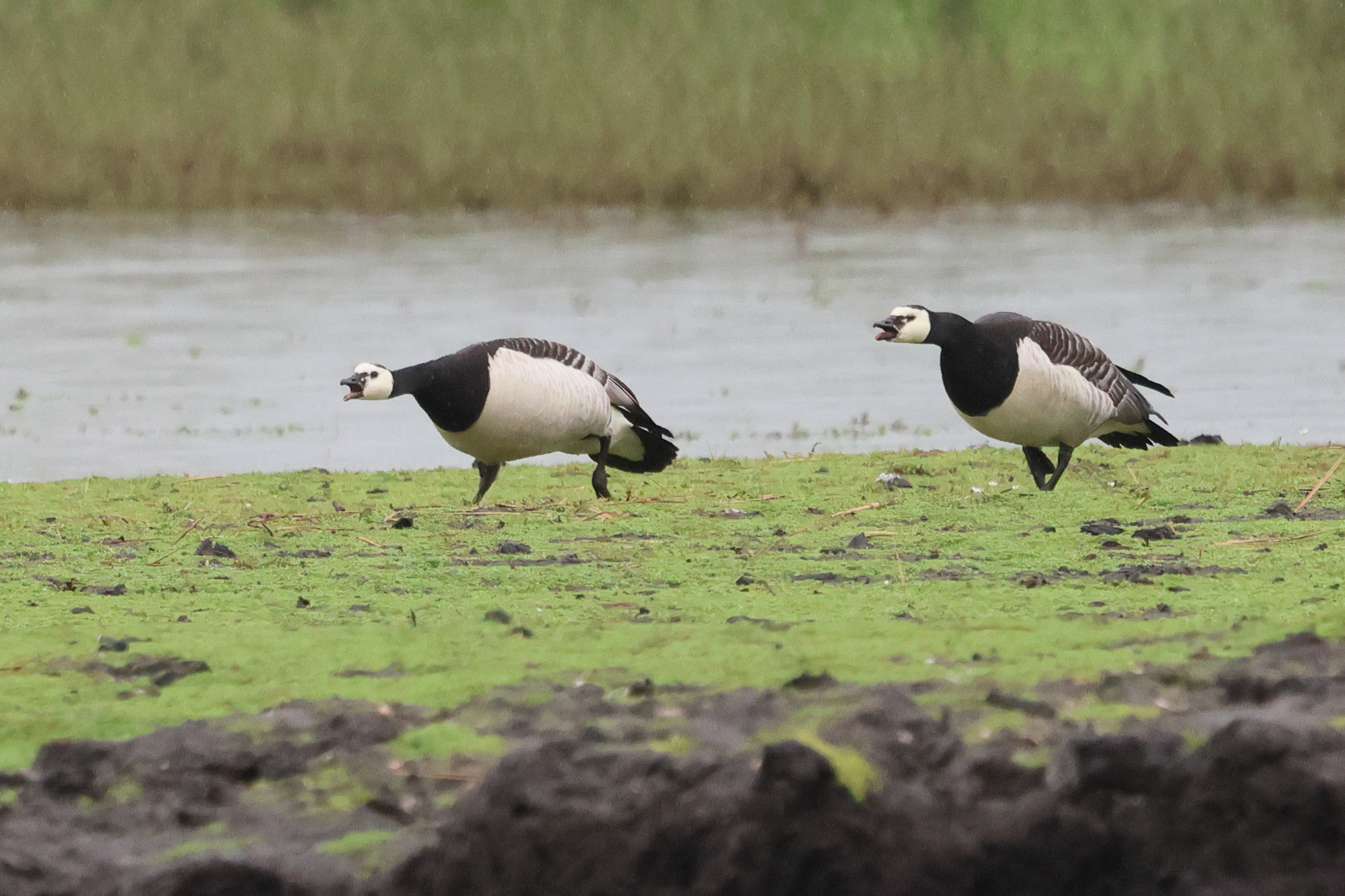 bernache_nonnette_-_branta_leucopsis8bd