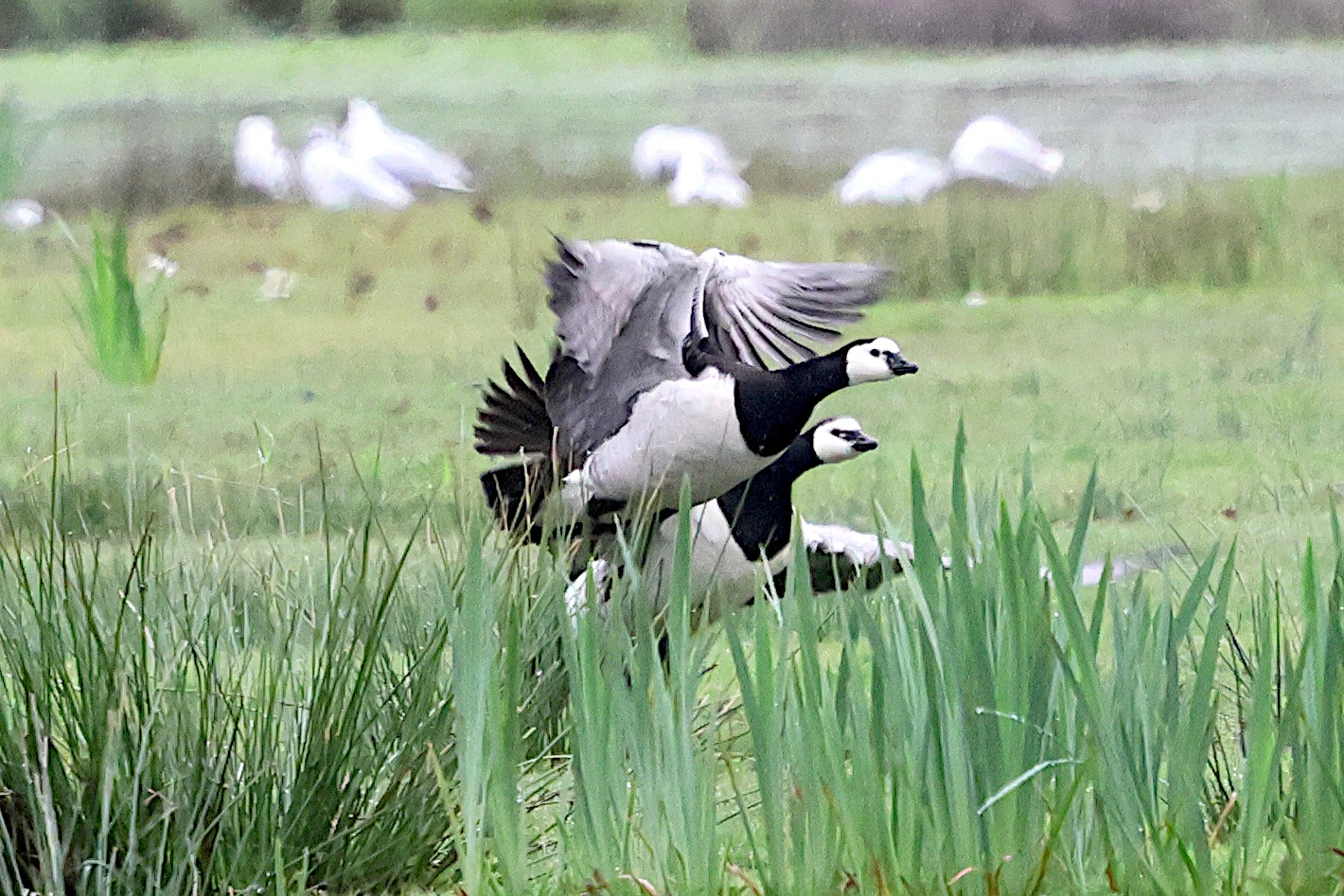 bernache_nonnette_-_branta_leucopsis9bd