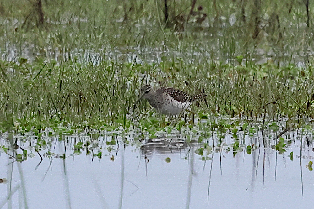 chevalier_sylvain_-_tringa_glareola5bd