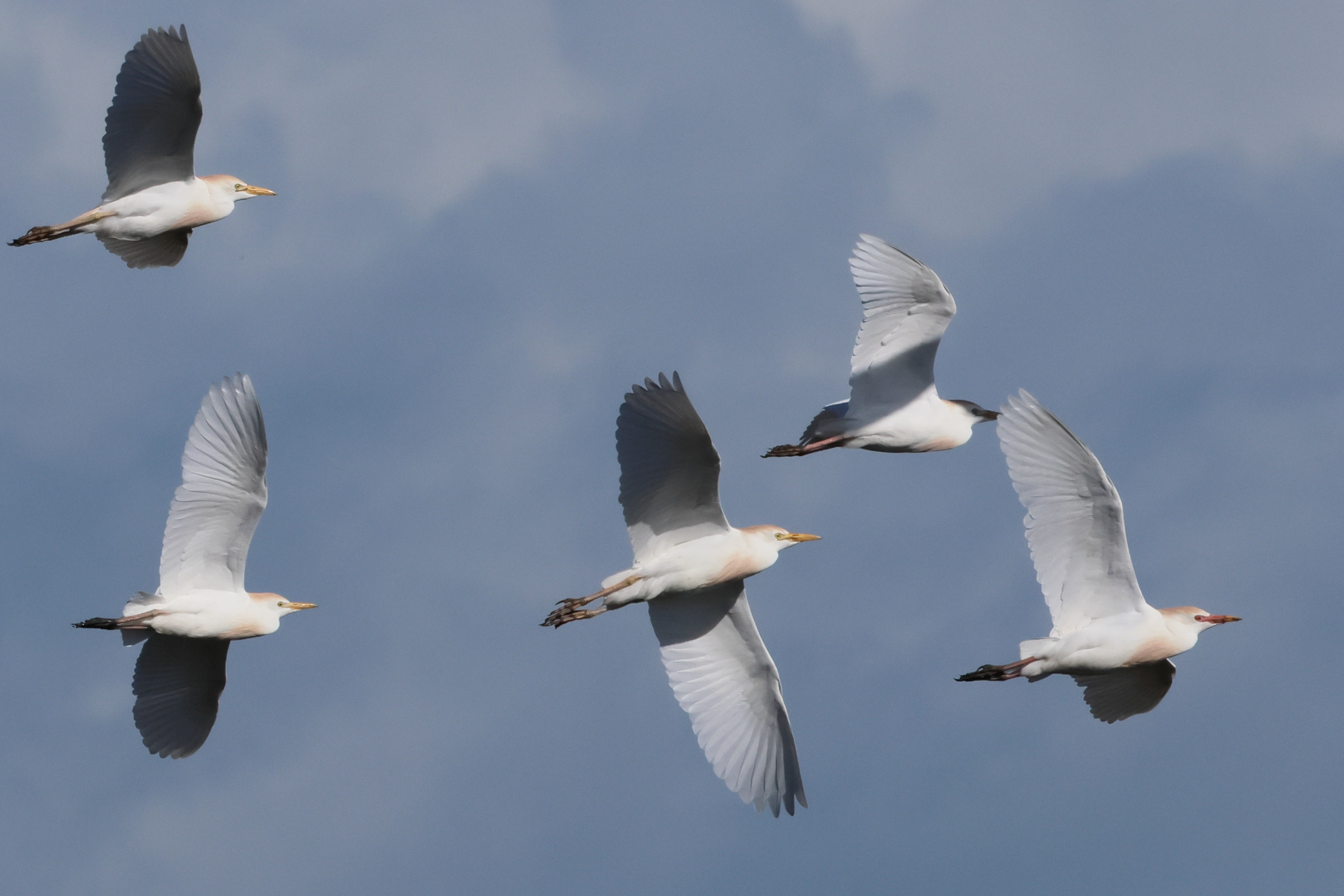 heron_gardeboeufs_-_bubulcus_ibis12bd