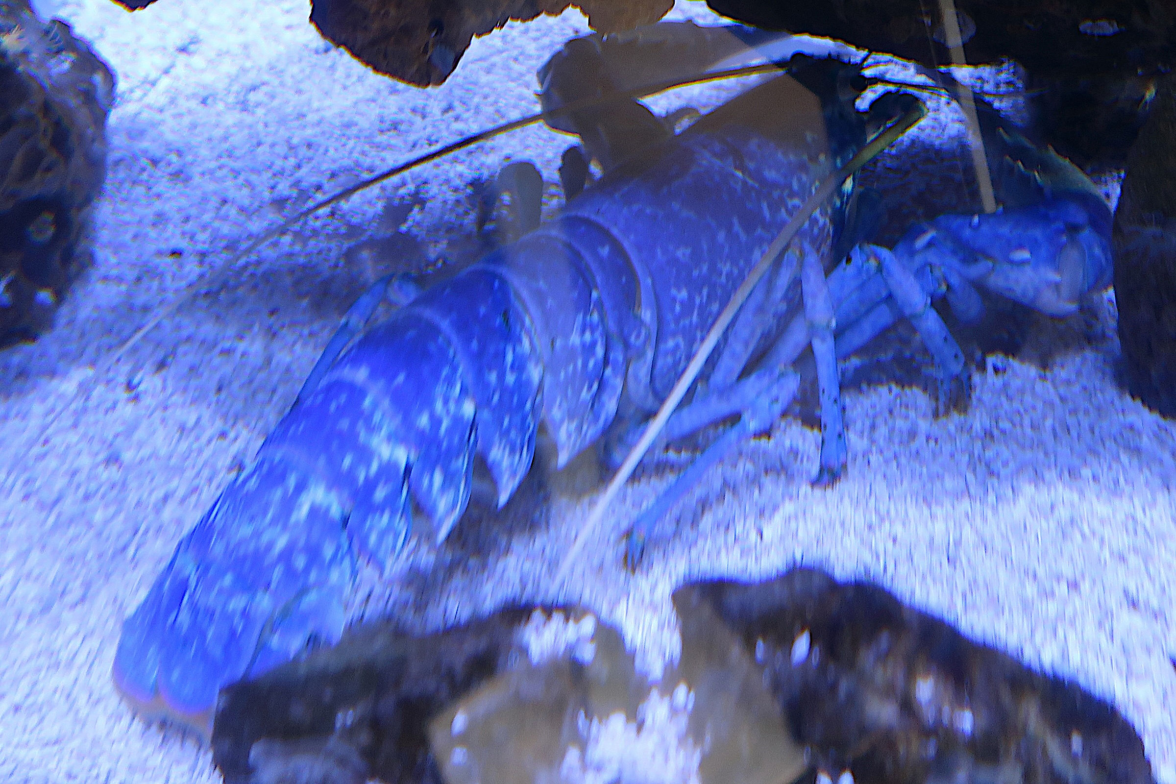 Afficher le média homarus_gammarus4md homarus_gammarus4md