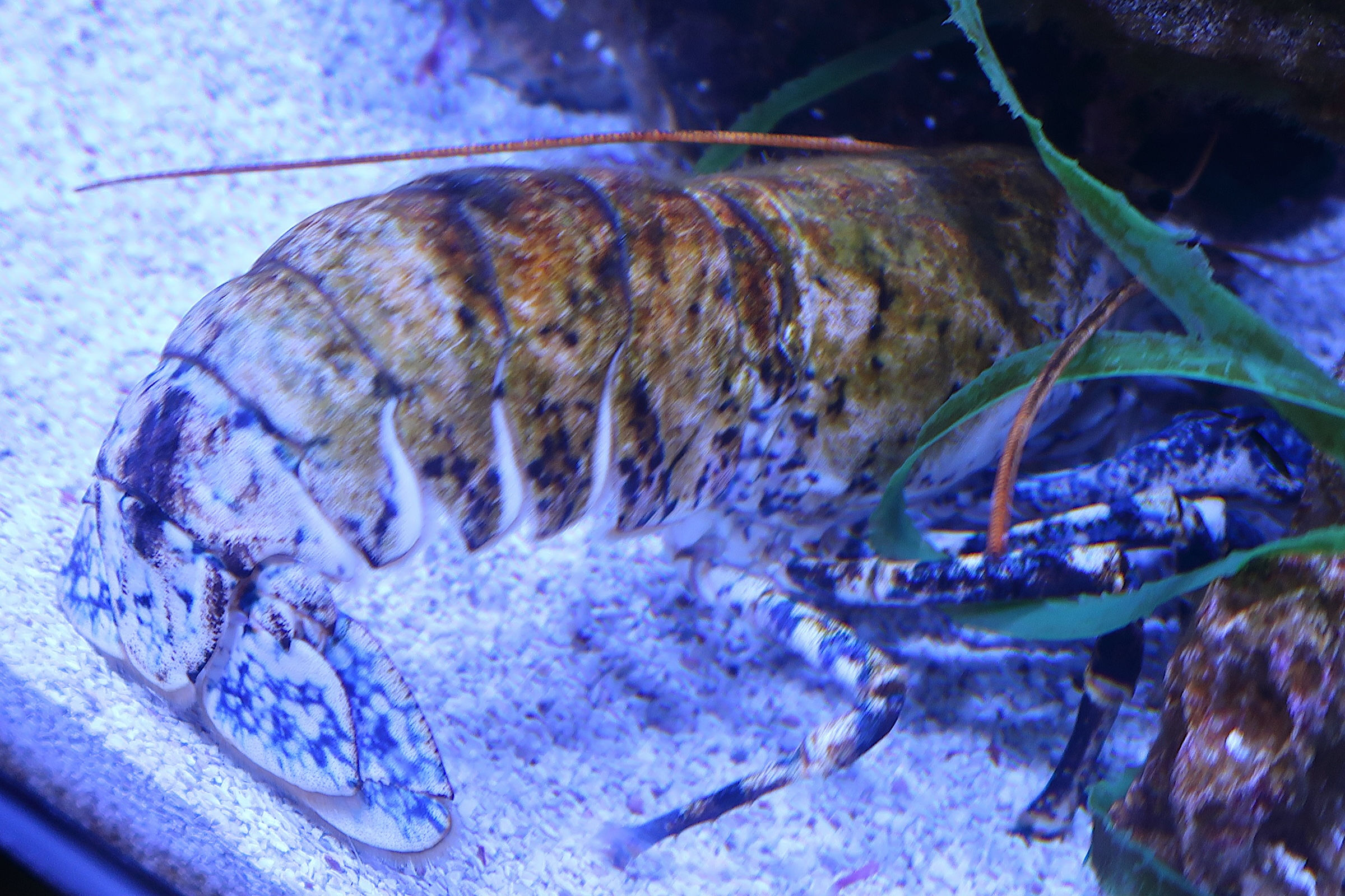 Afficher le média homarus_gammarus5md homarus_gammarus5md