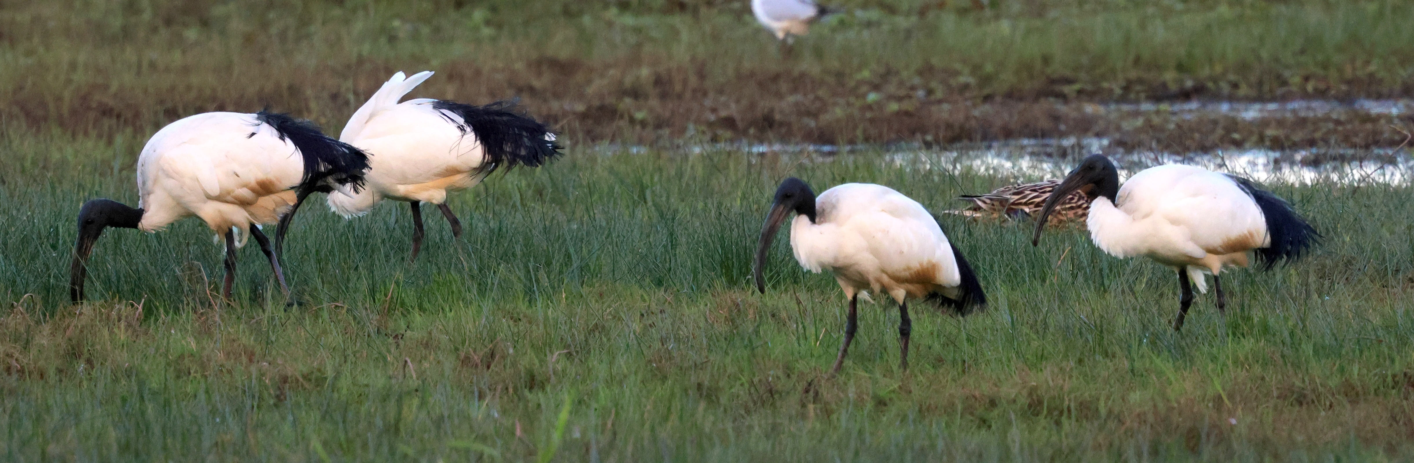 ibis_sacre_-_threskiornis_aethiopicus6bd
