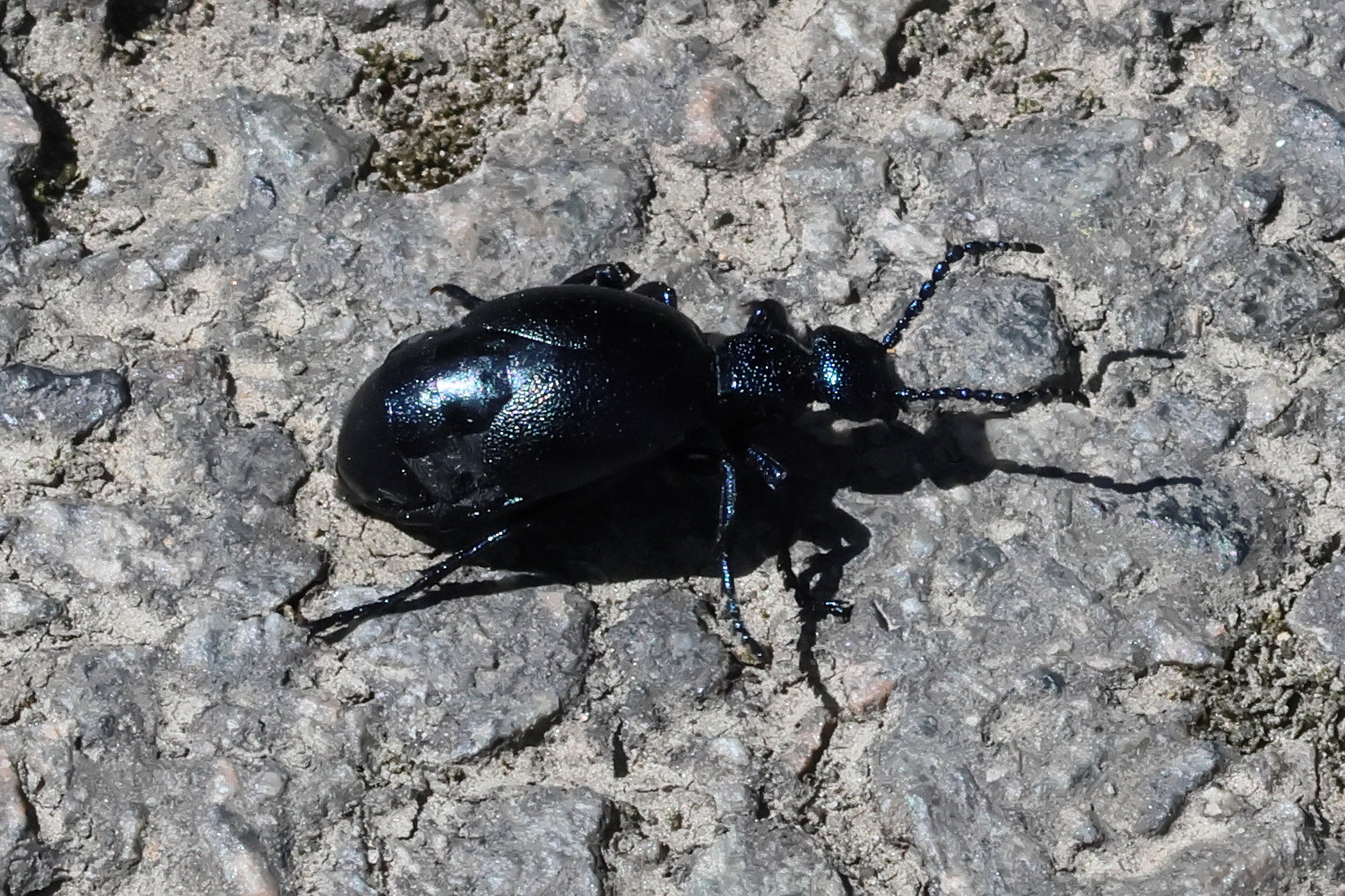 meloe_proscarabaeus4bd