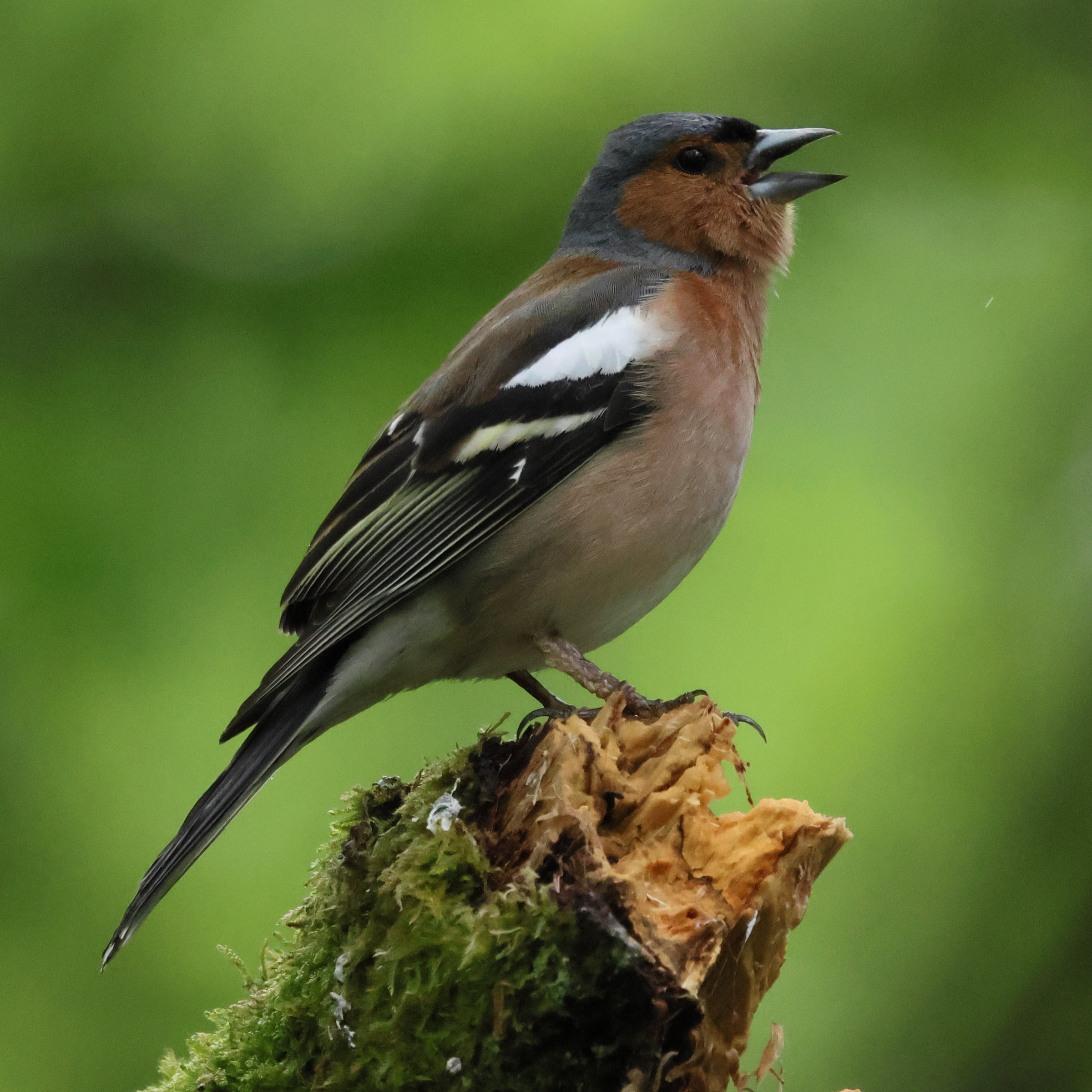 pinson_des_arbres_-_fringilla_coelebs10bd