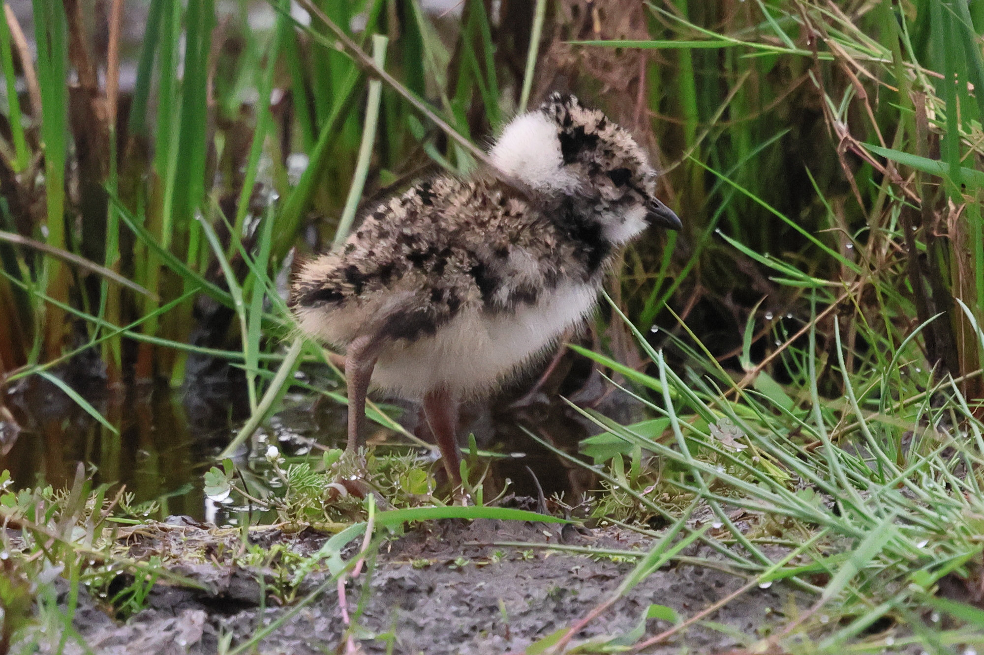 vanneau_huppe_-_vanellus_vanellus11bd