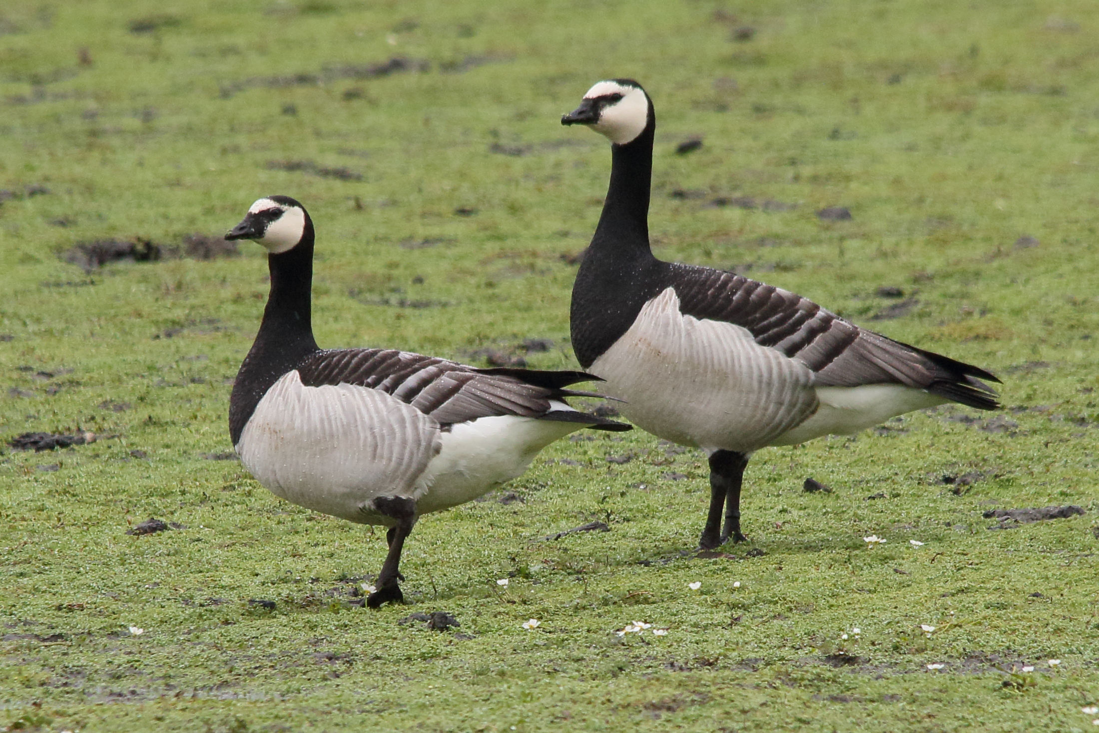 bernache_nonnette_-_branta_leucopsis10md