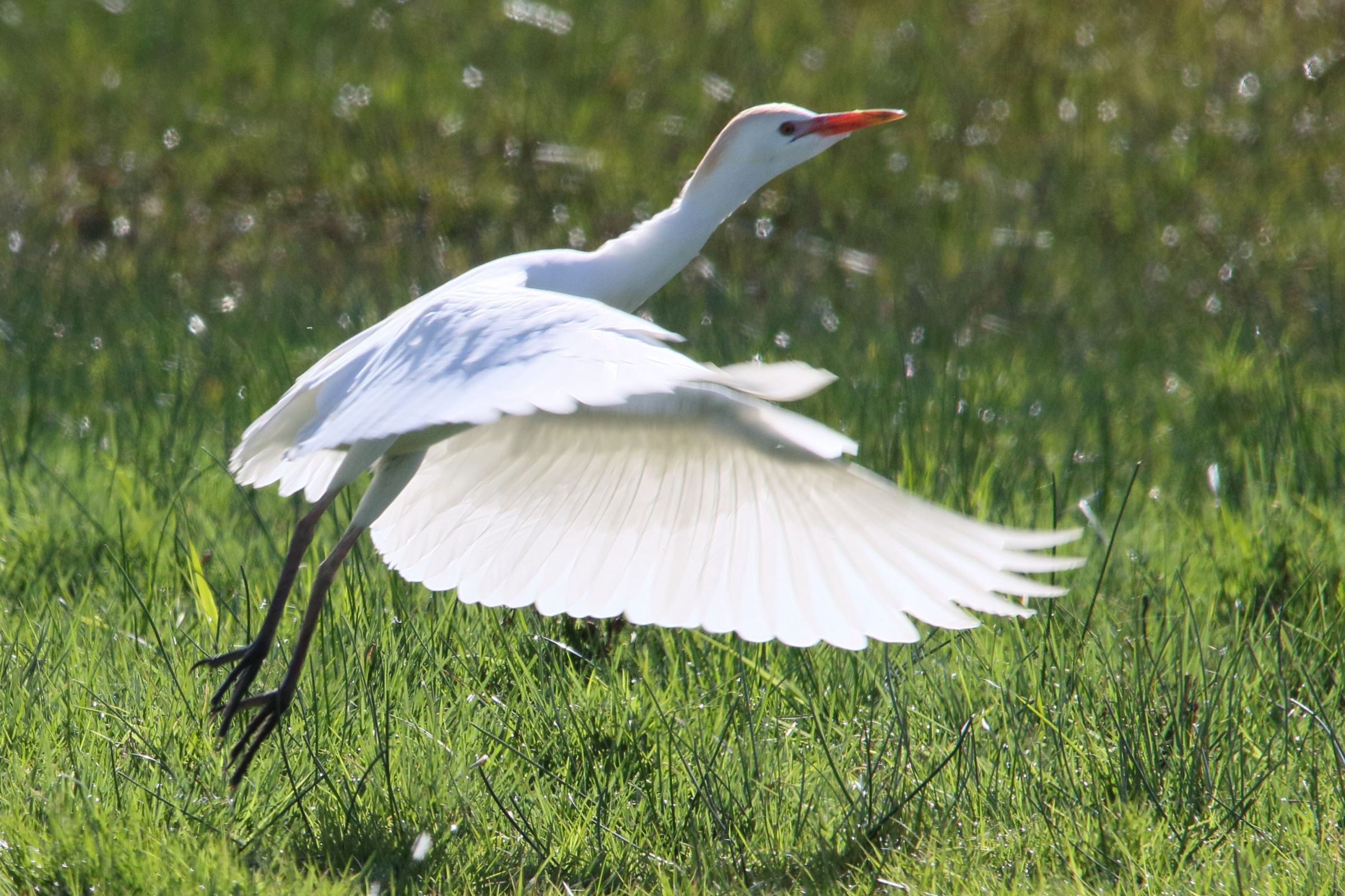 heron_gardeboeufs_-_bubulcus_ibis13md