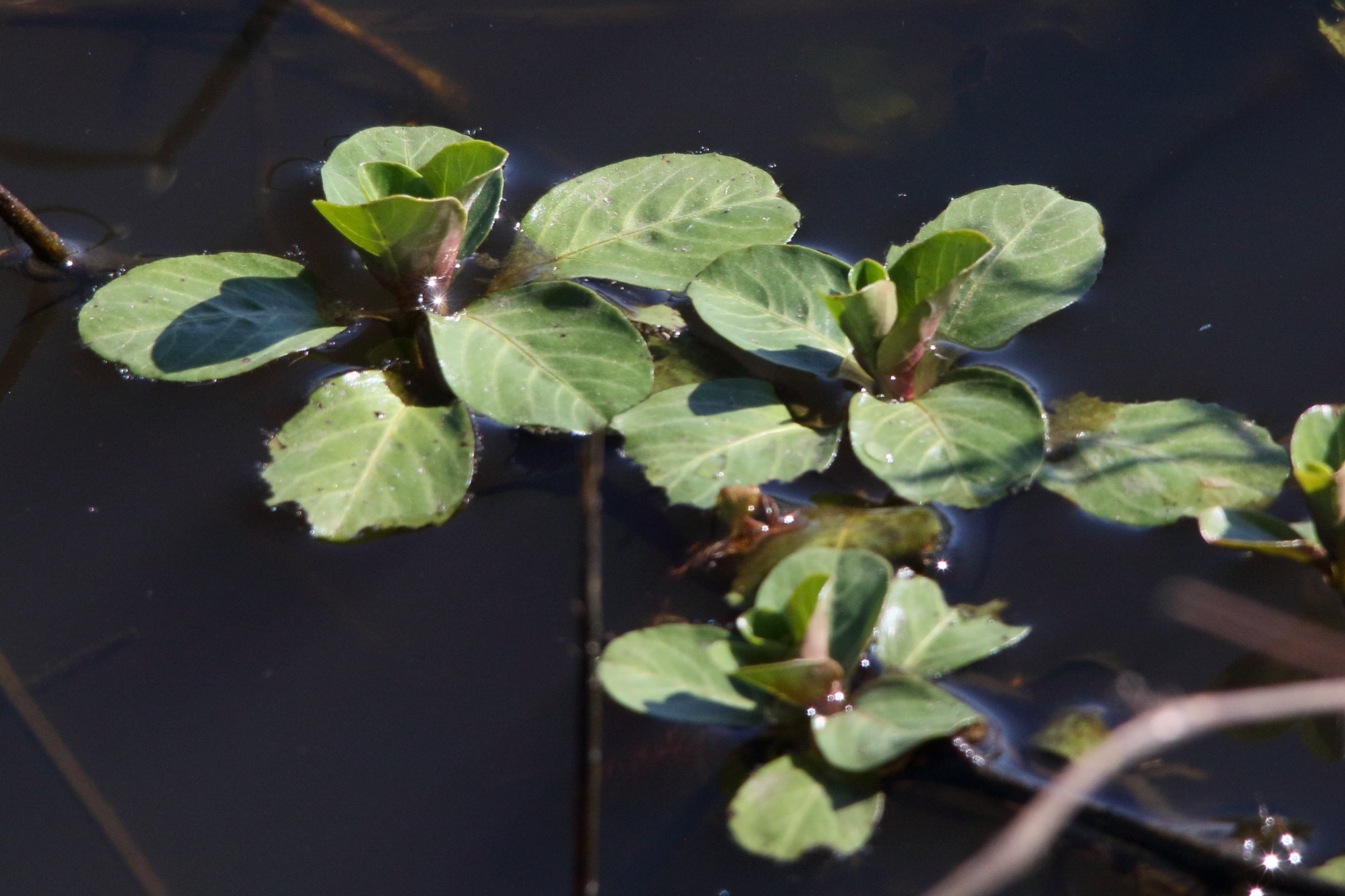 Afficher le média ludwigia_peploides7md ludwigia_peploides7md