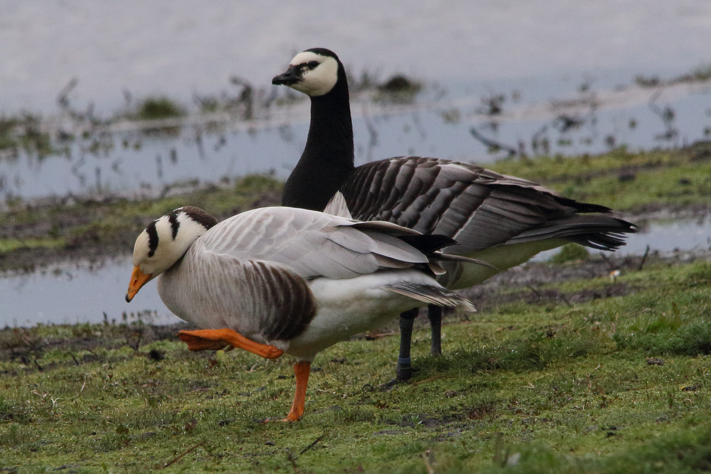 oie_a_tete_barree_-_anser_indicus5md