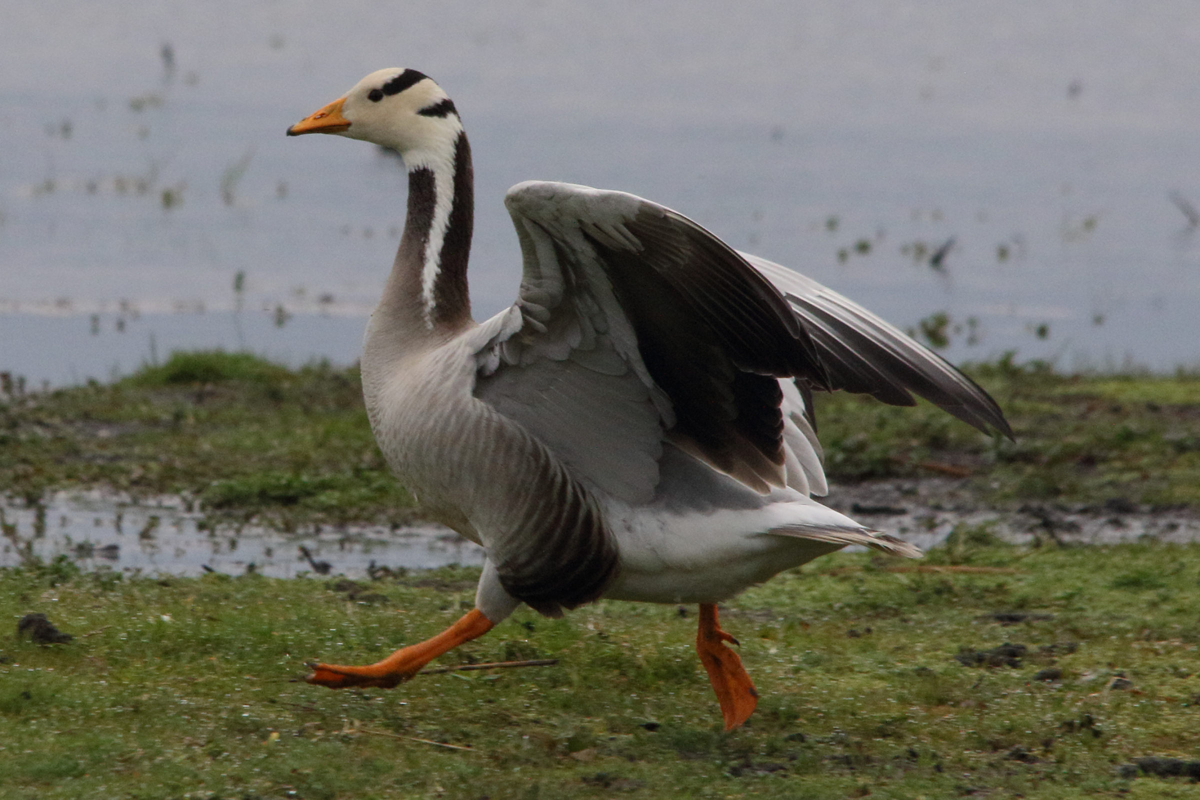 oie_a_tete_barree_-_anser_indicus6md