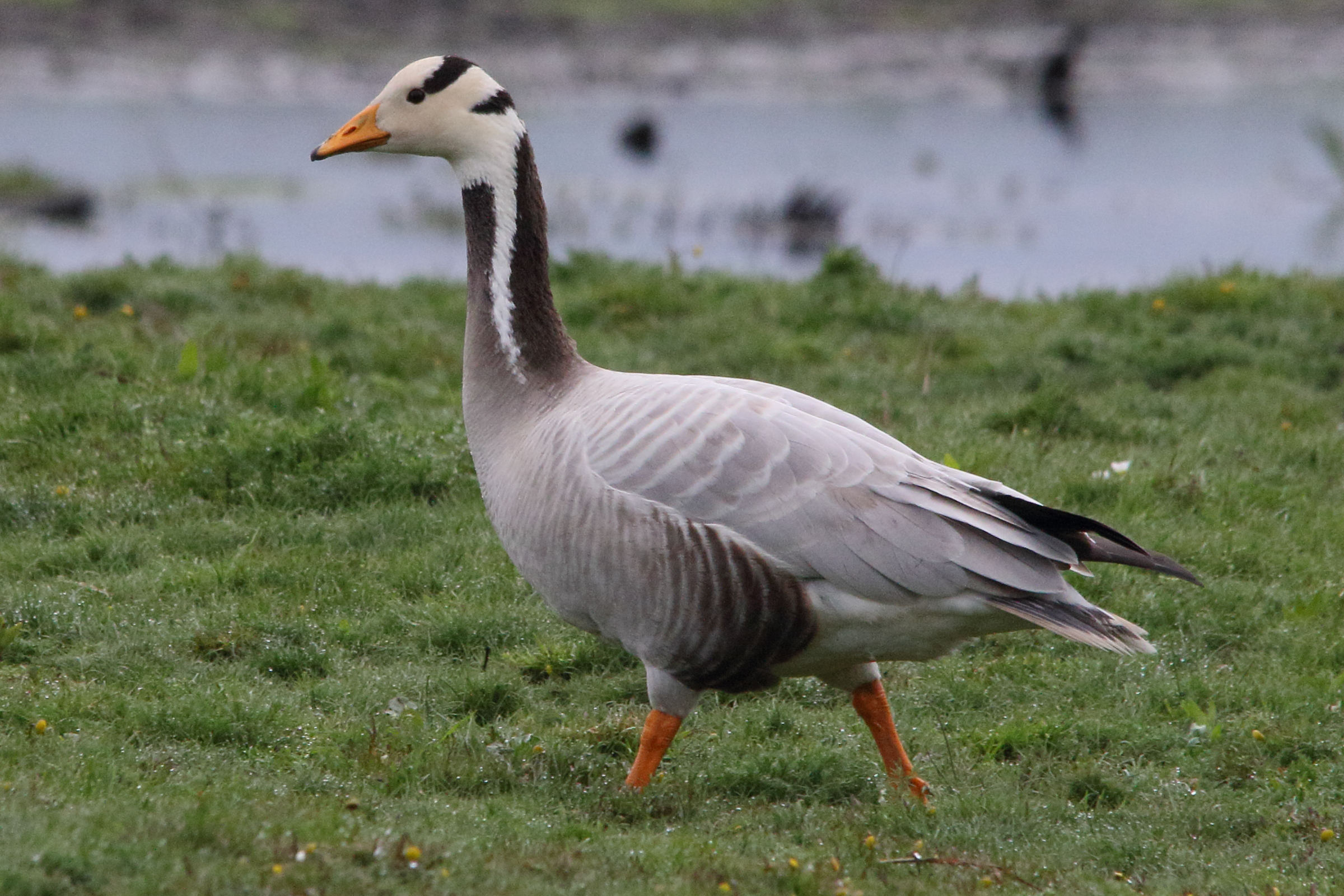 oie_a_tete_barree_-_anser_indicus7md