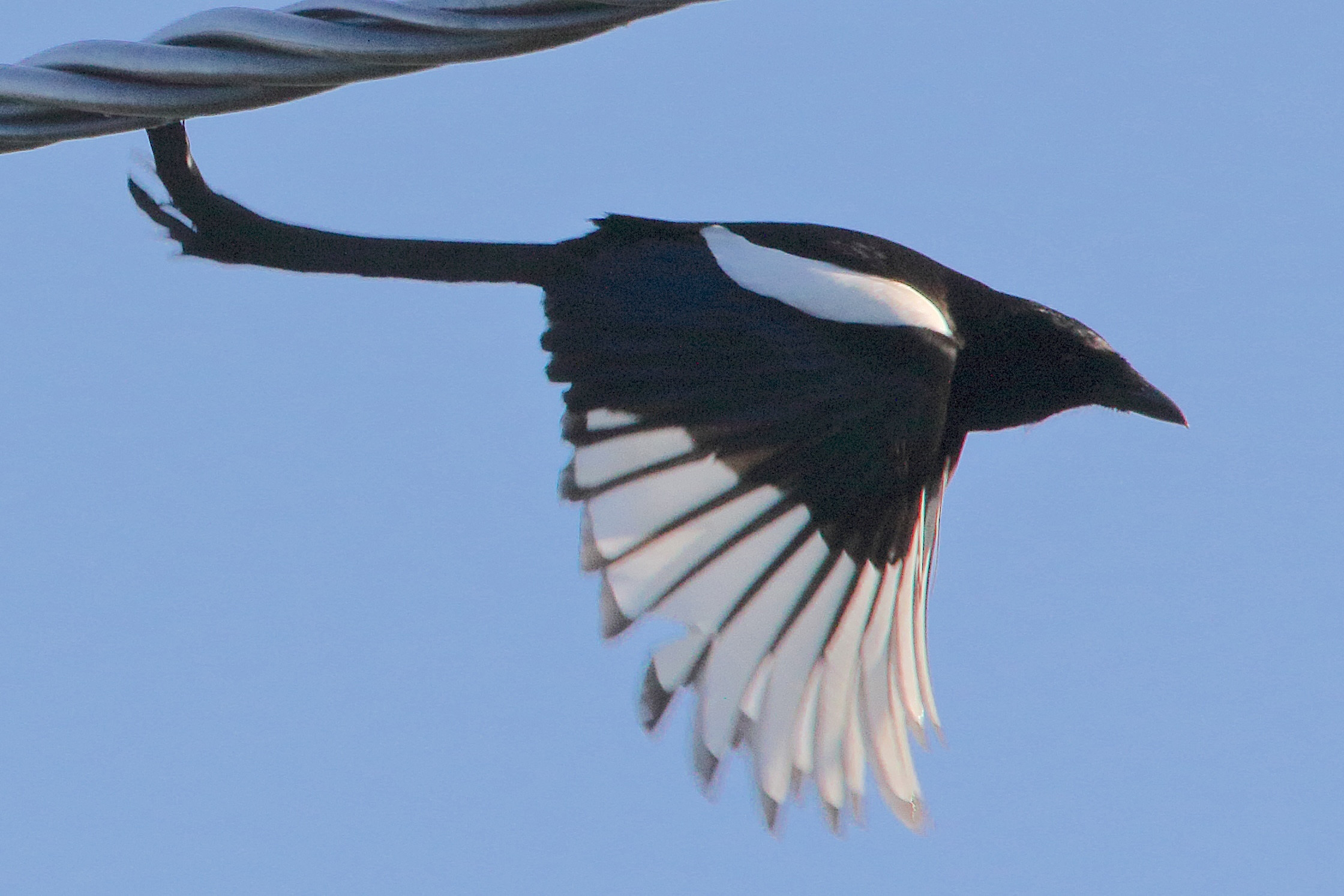 pie_bavarde_-_pica_pica_10md