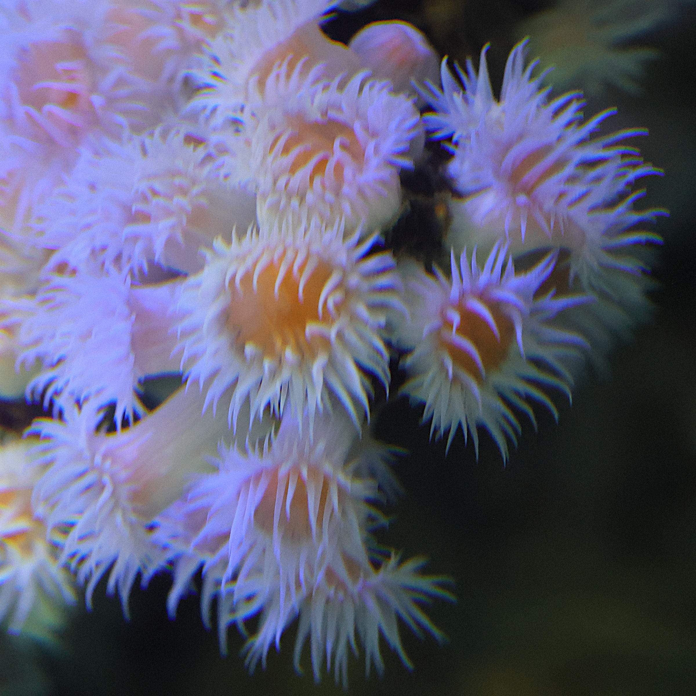 actinothoe_sphyrodeta2md