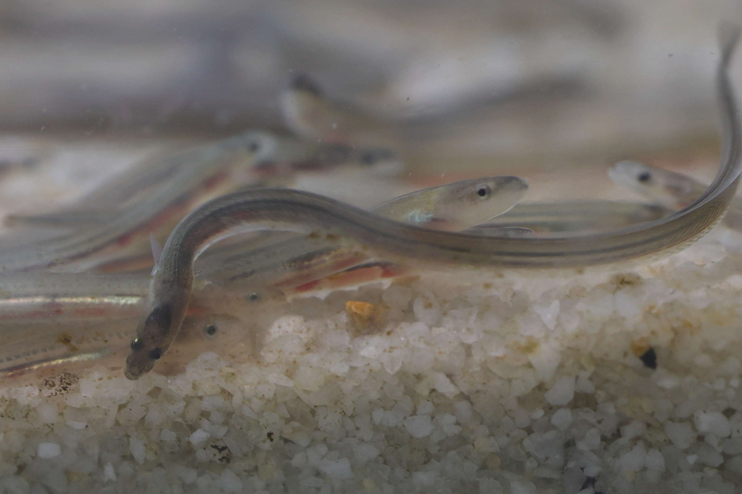 anguilla_anguilla4md