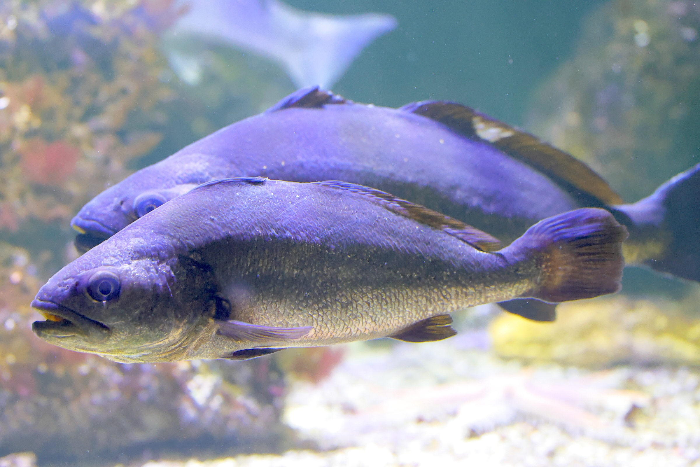 argyrosomus_regius3md