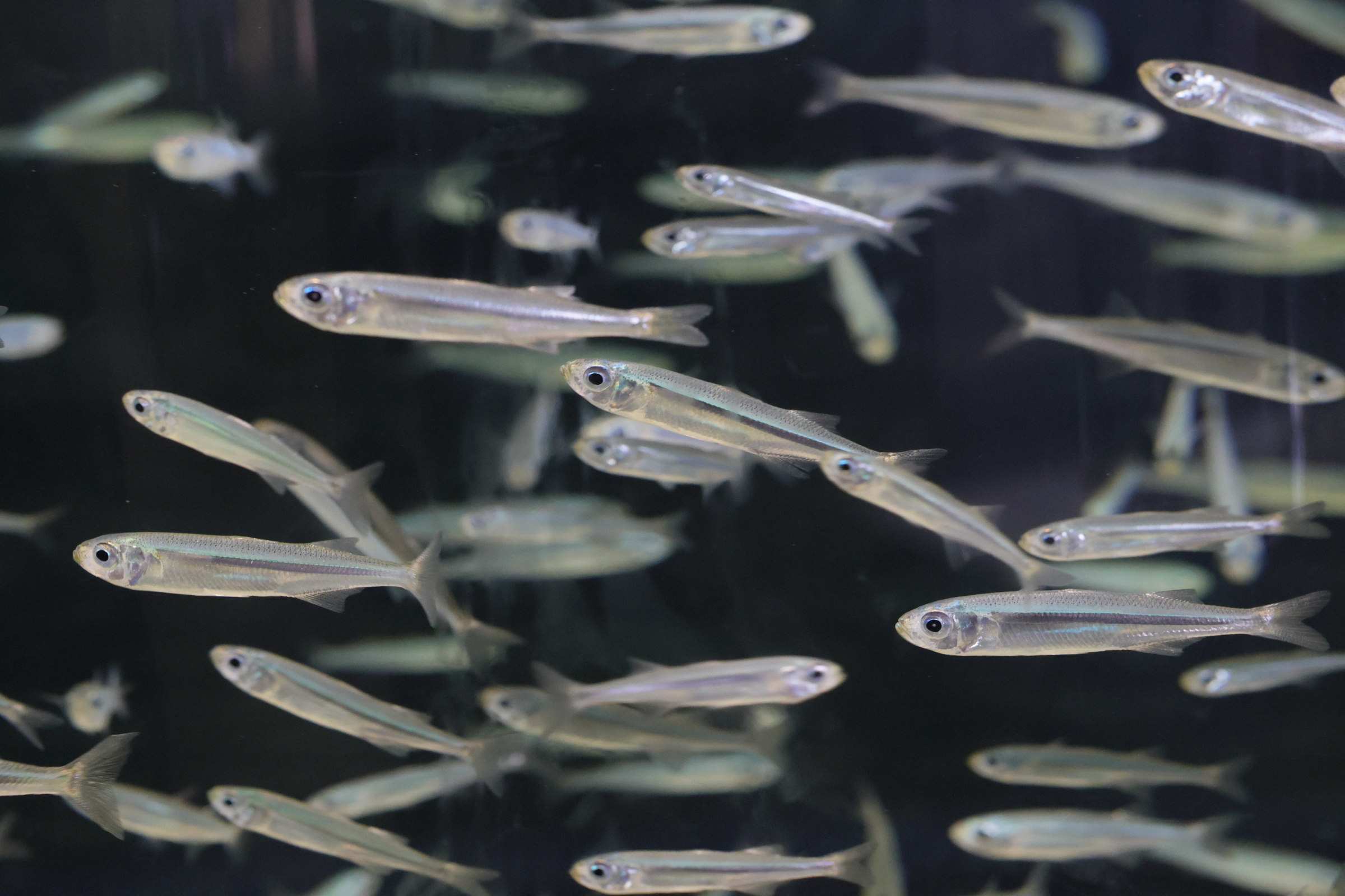 atherina_presbyter4md