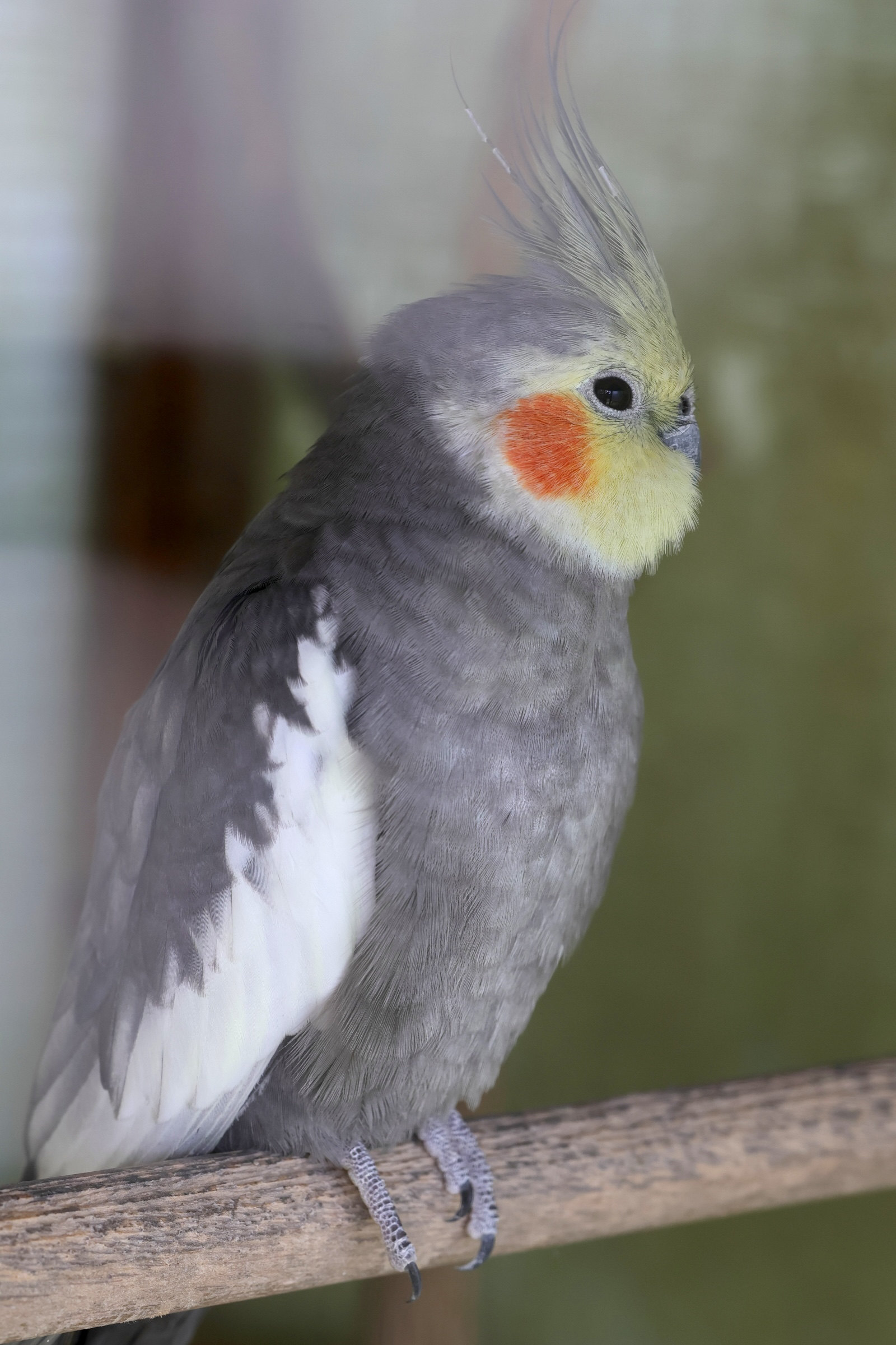 calopsitte_elegante_-_nymphicus_hollandicus6md