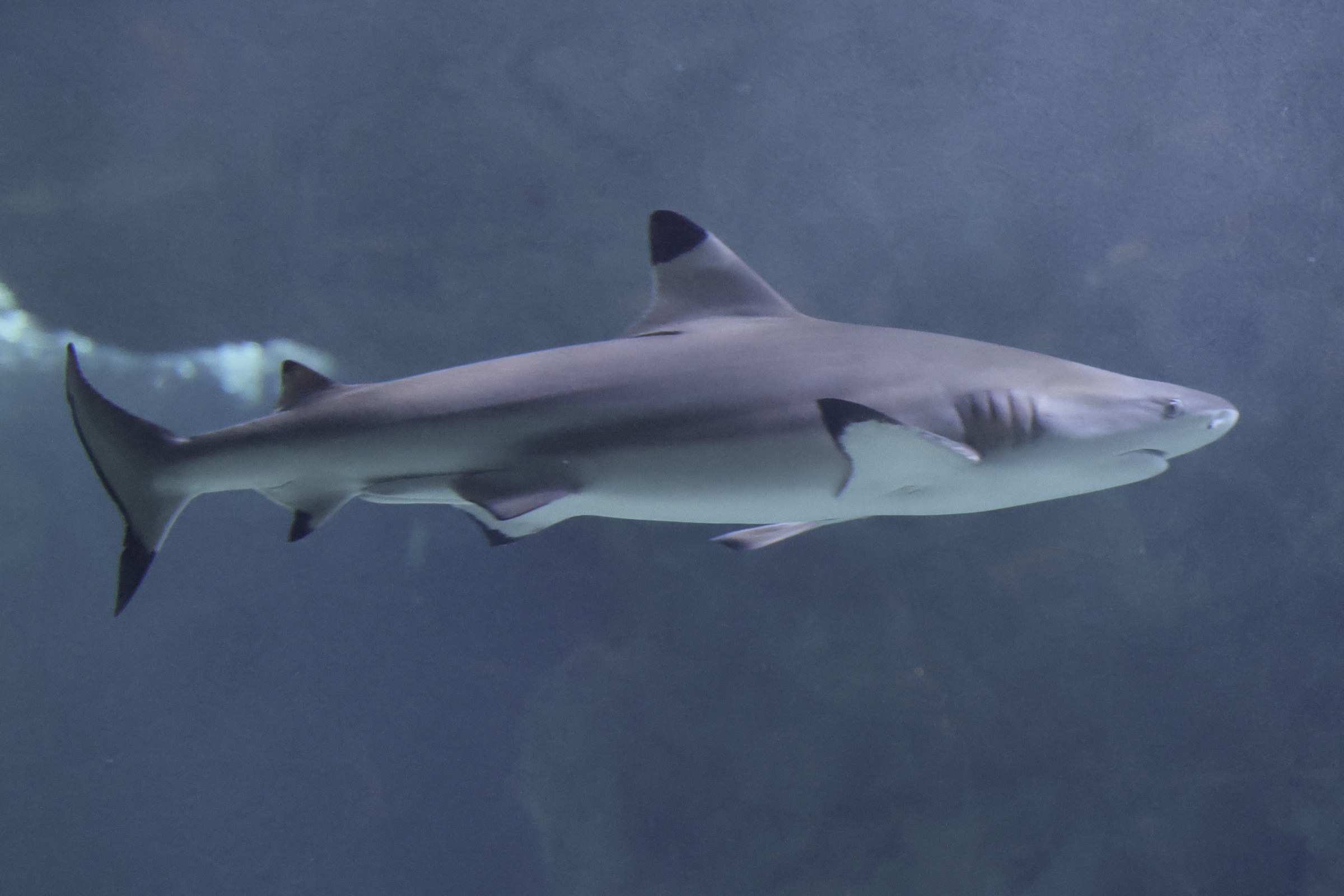 Afficher le média carcharhinus_melanopterus4md carcharhinus_melanopterus4md