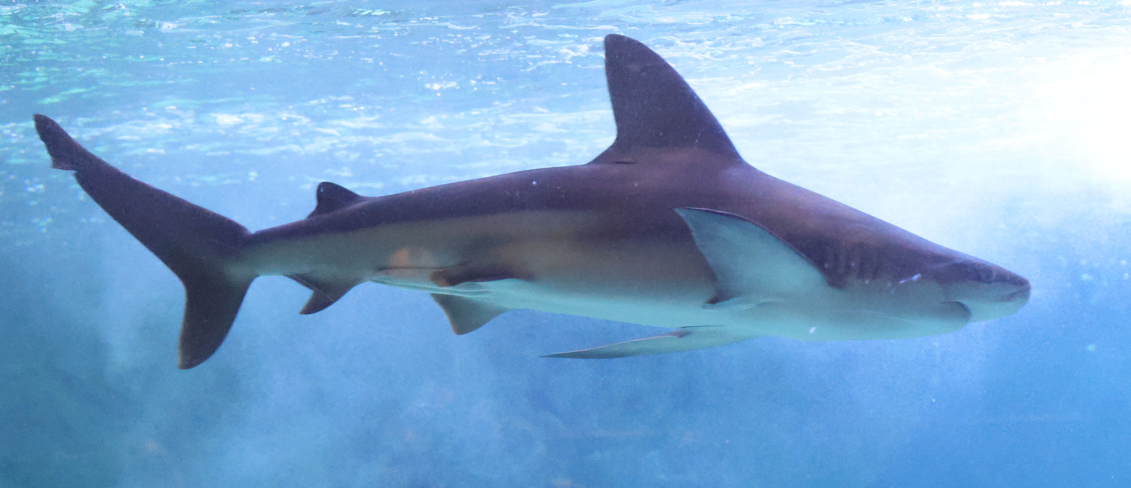 Afficher le média carcharhinus_plumbeus3md carcharhinus_plumbeus3md