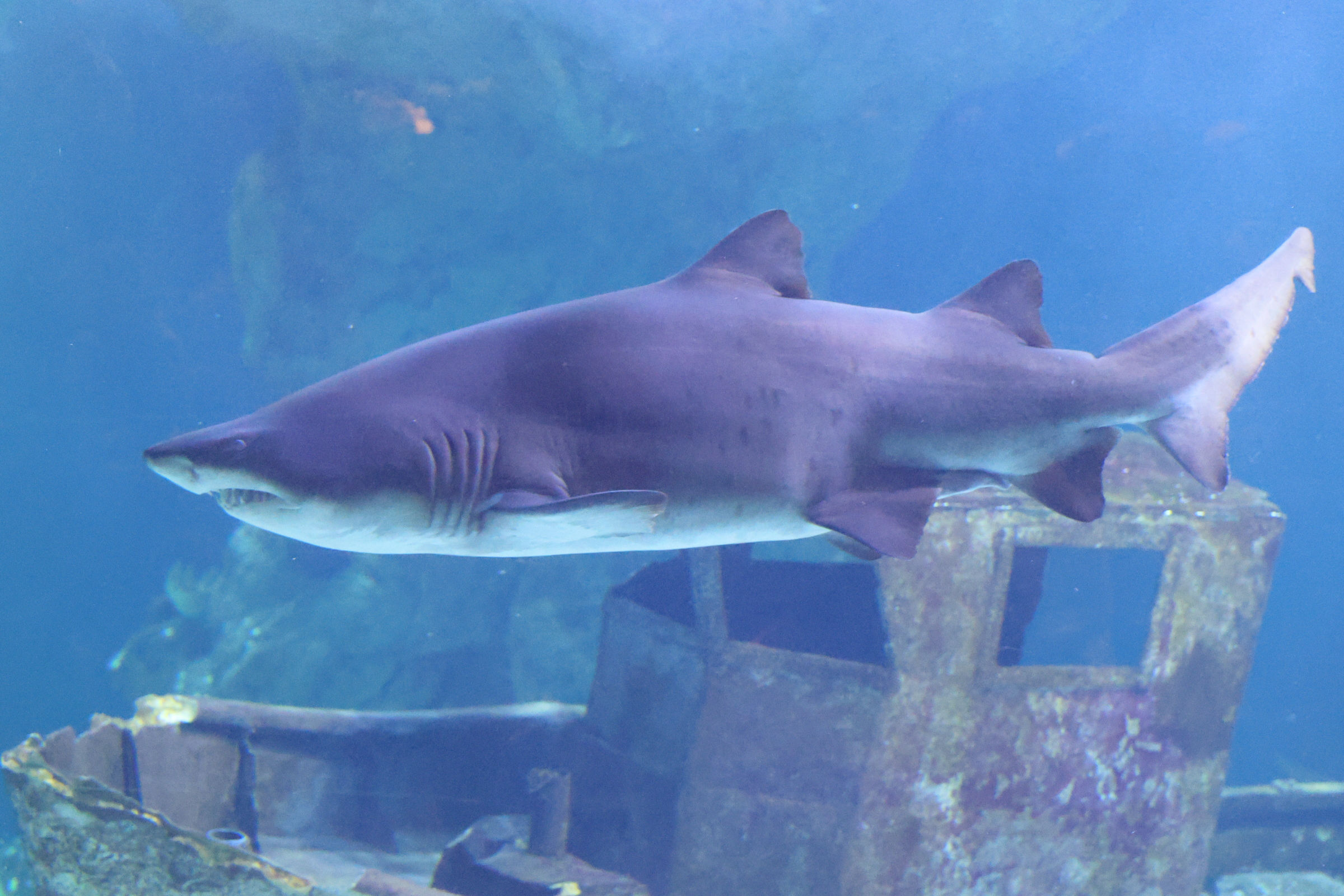 Afficher le média carcharias_taurus5md carcharias_taurus5md