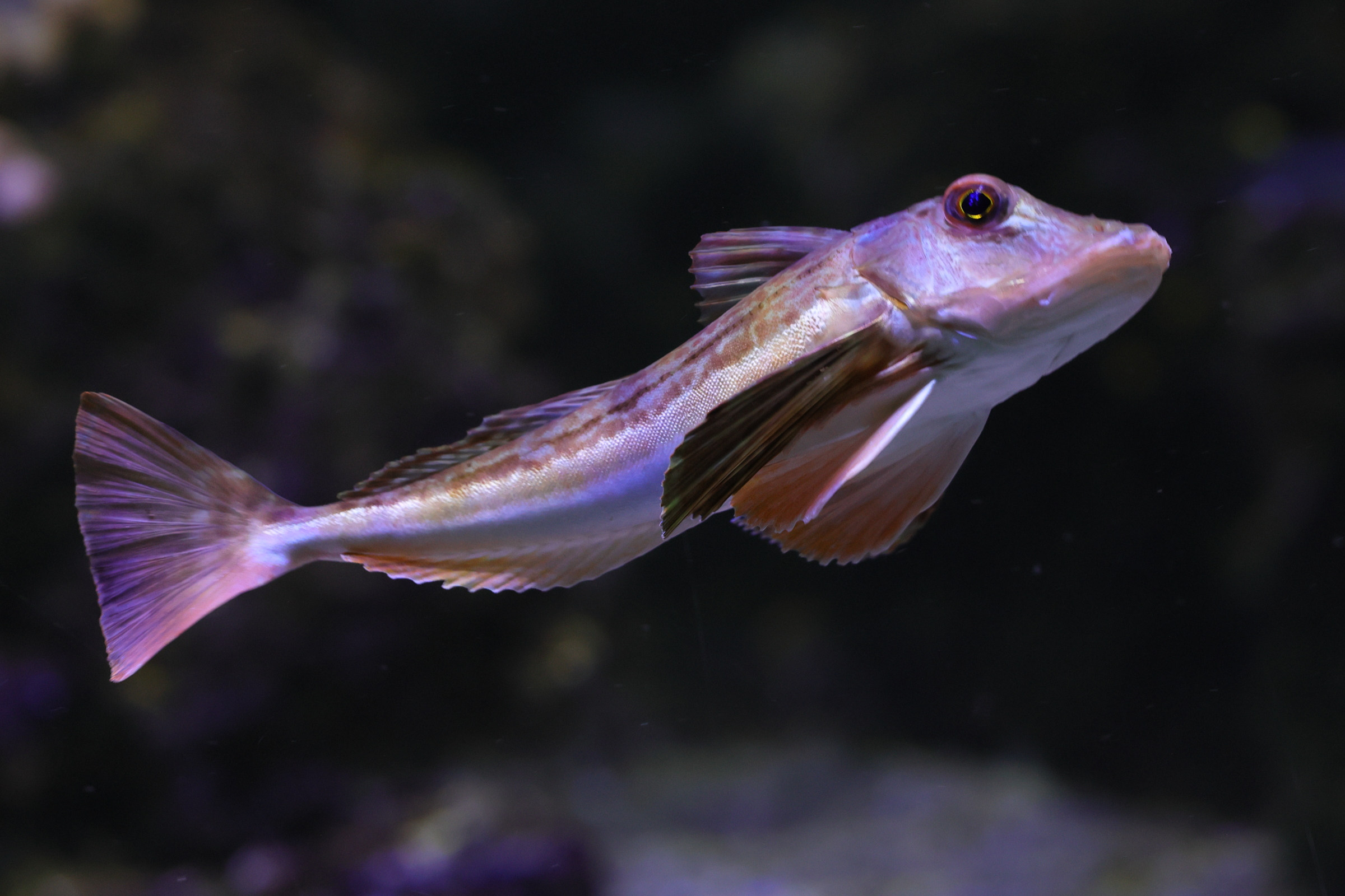 chelidonichthys_lucerna3md