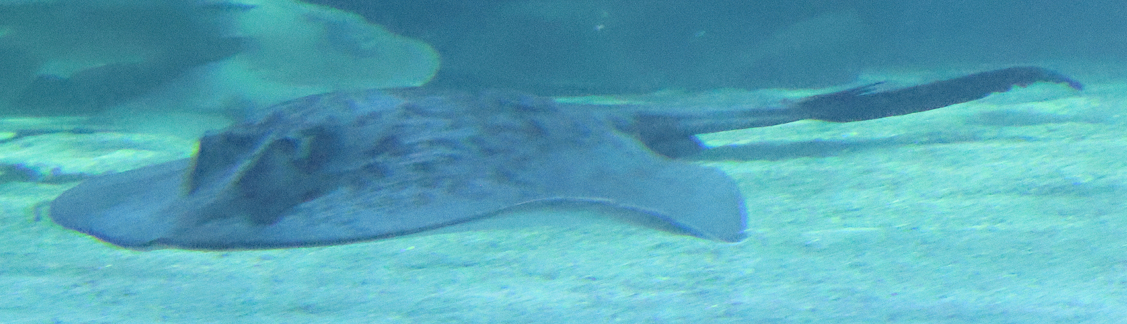 Afficher le média dasyatis_pastinaca1bd dasyatis_pastinaca1bd