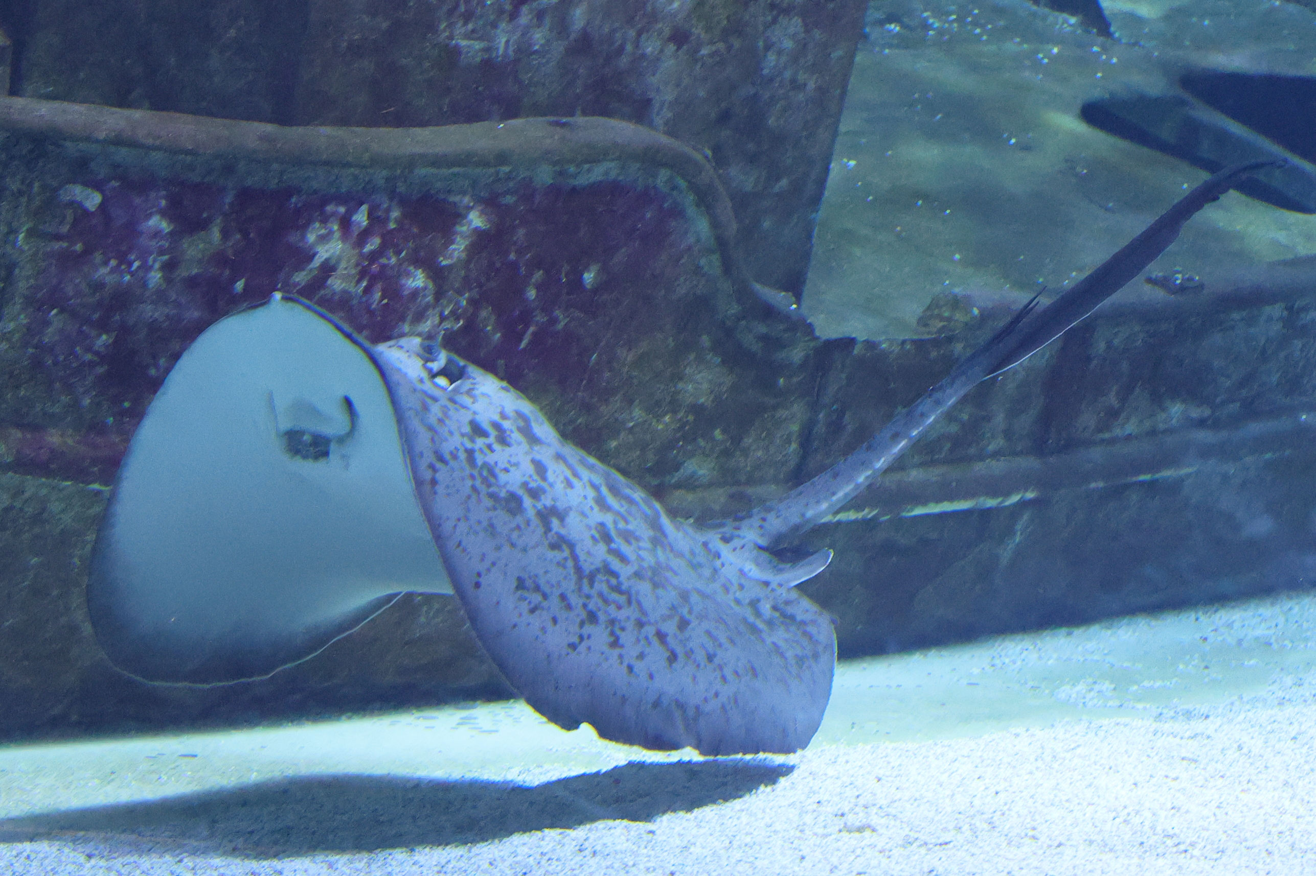 Afficher le média dasyatis_pastinaca3md dasyatis_pastinaca3md