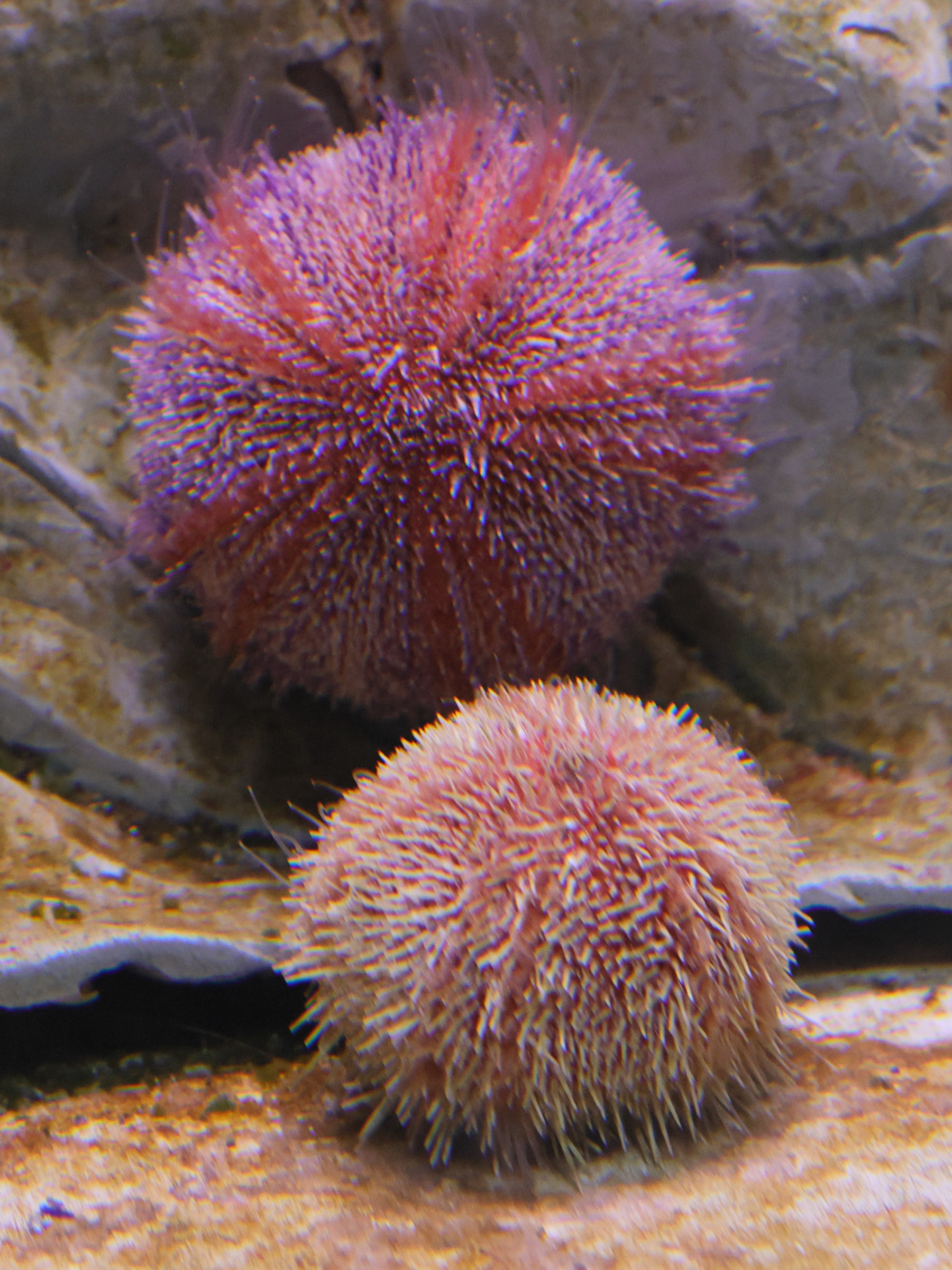 echinus_esculentus1md