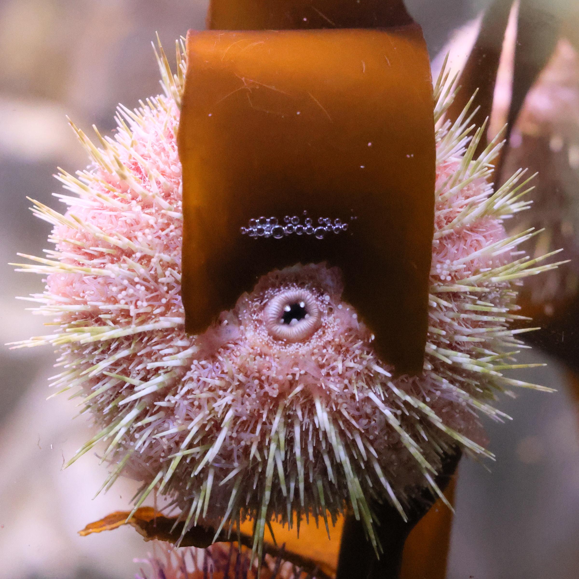 echinus_esculentus2md