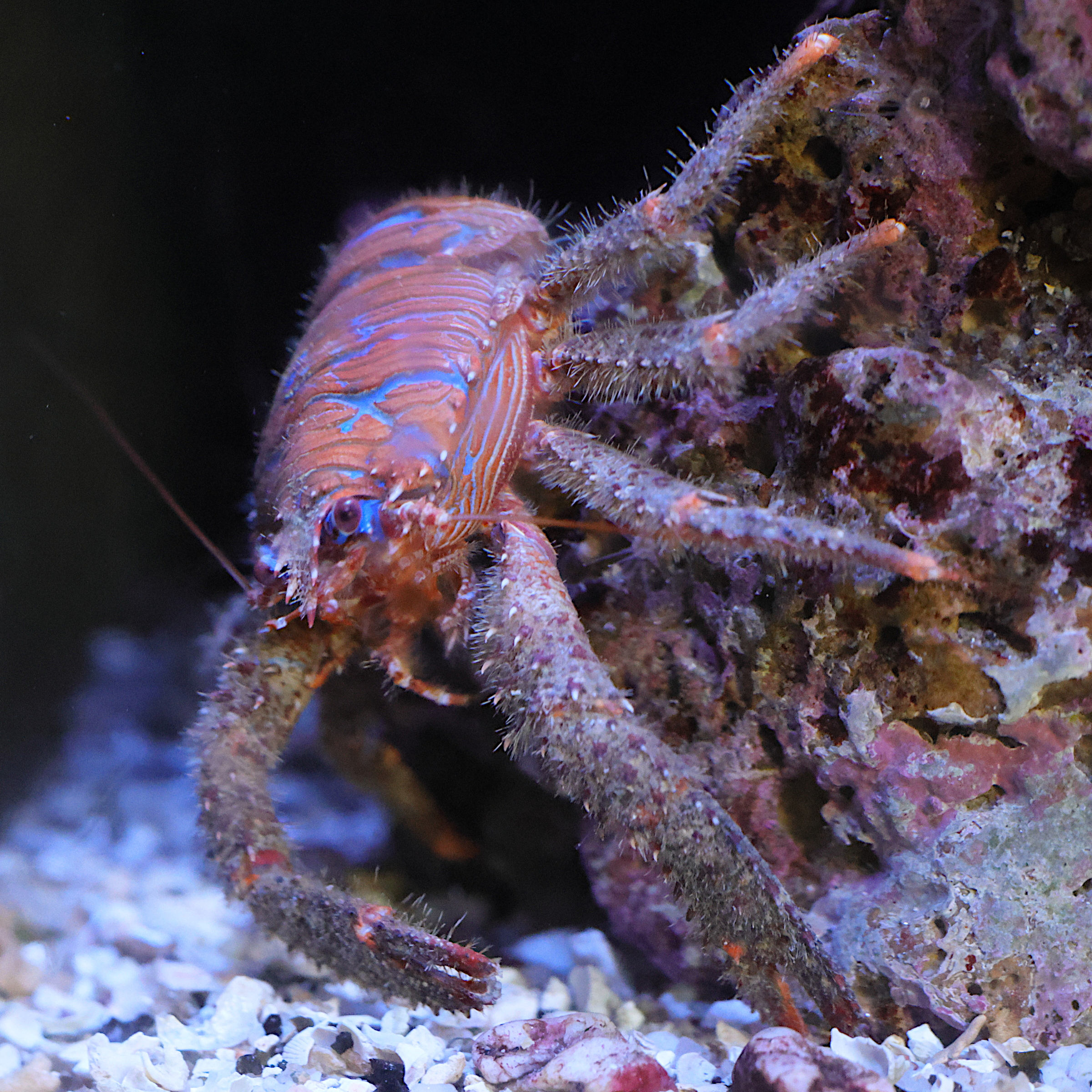 galathea_strigosa4md