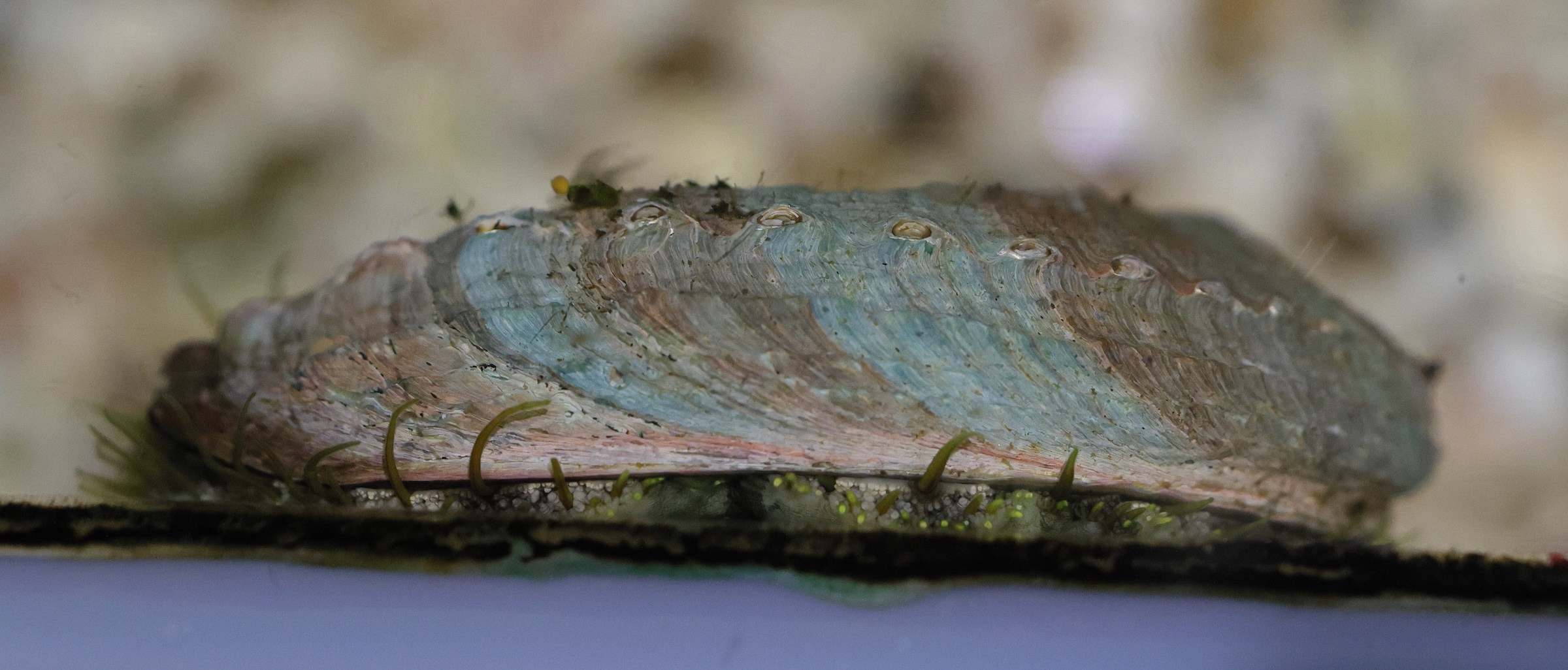 haliotis_tuberculata7md