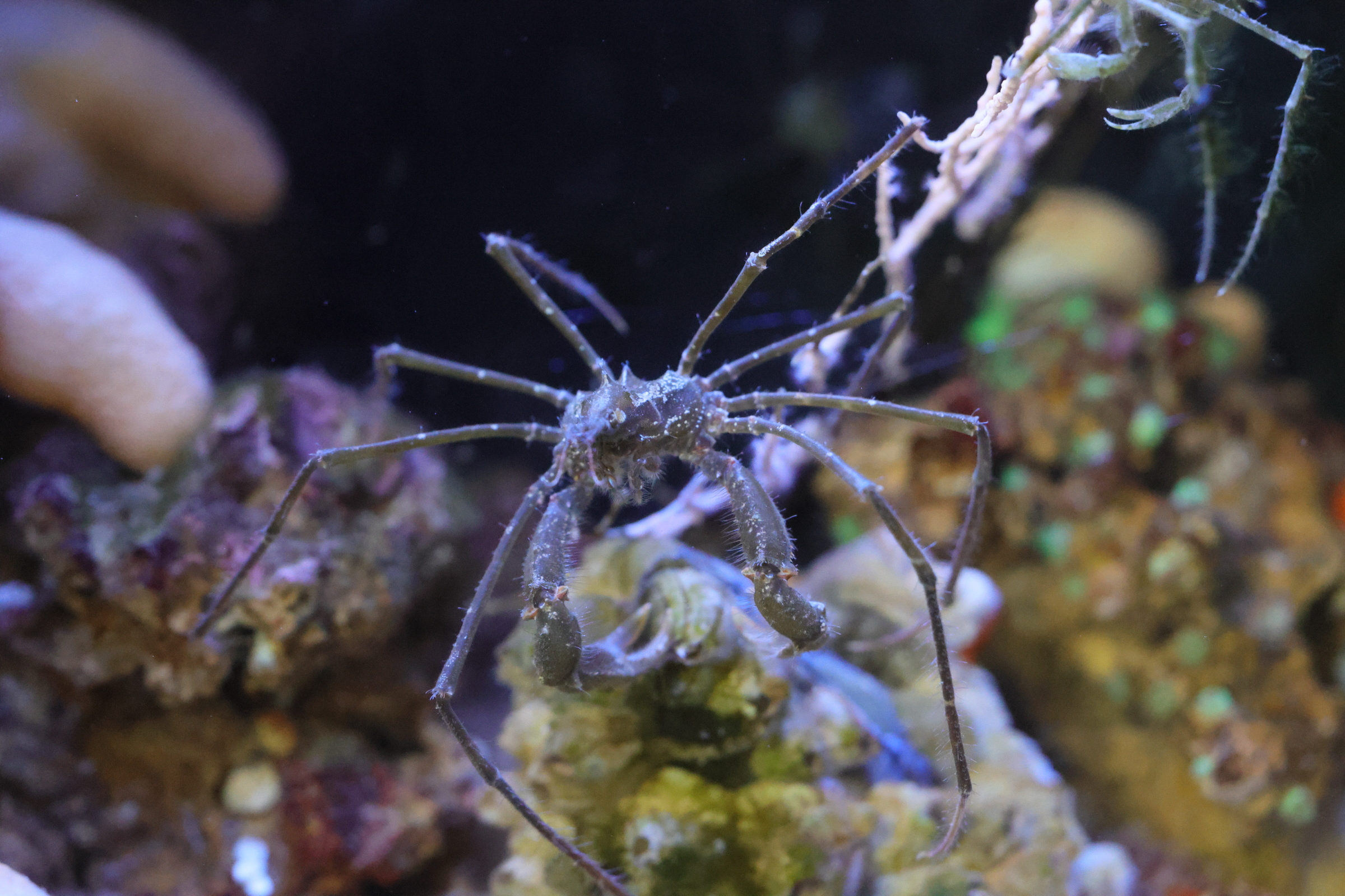 macropodia_rostrata6md