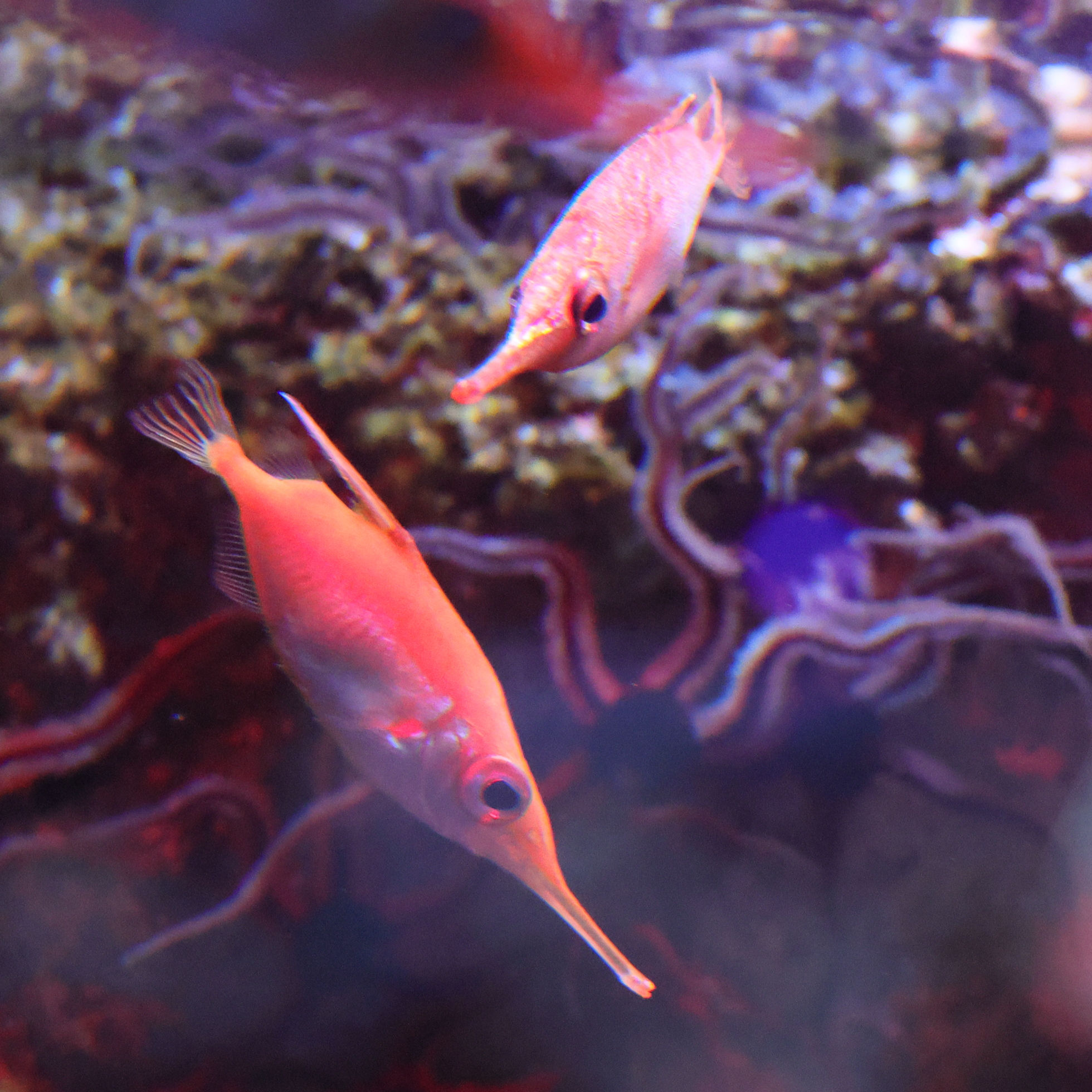 macroramphosus_scolopax4md