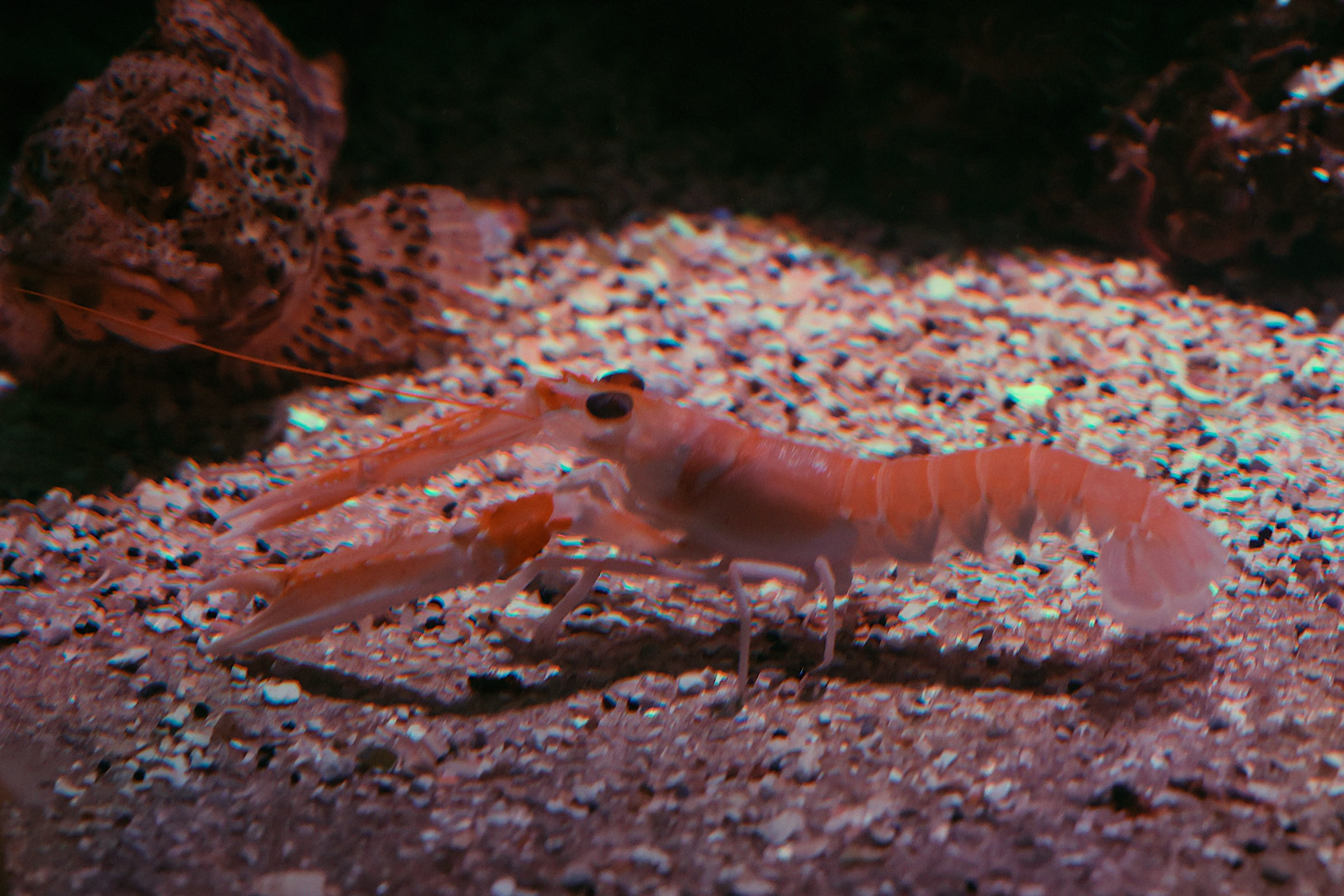 Afficher le média nephrops_norvegicus2md nephrops_norvegicus2md