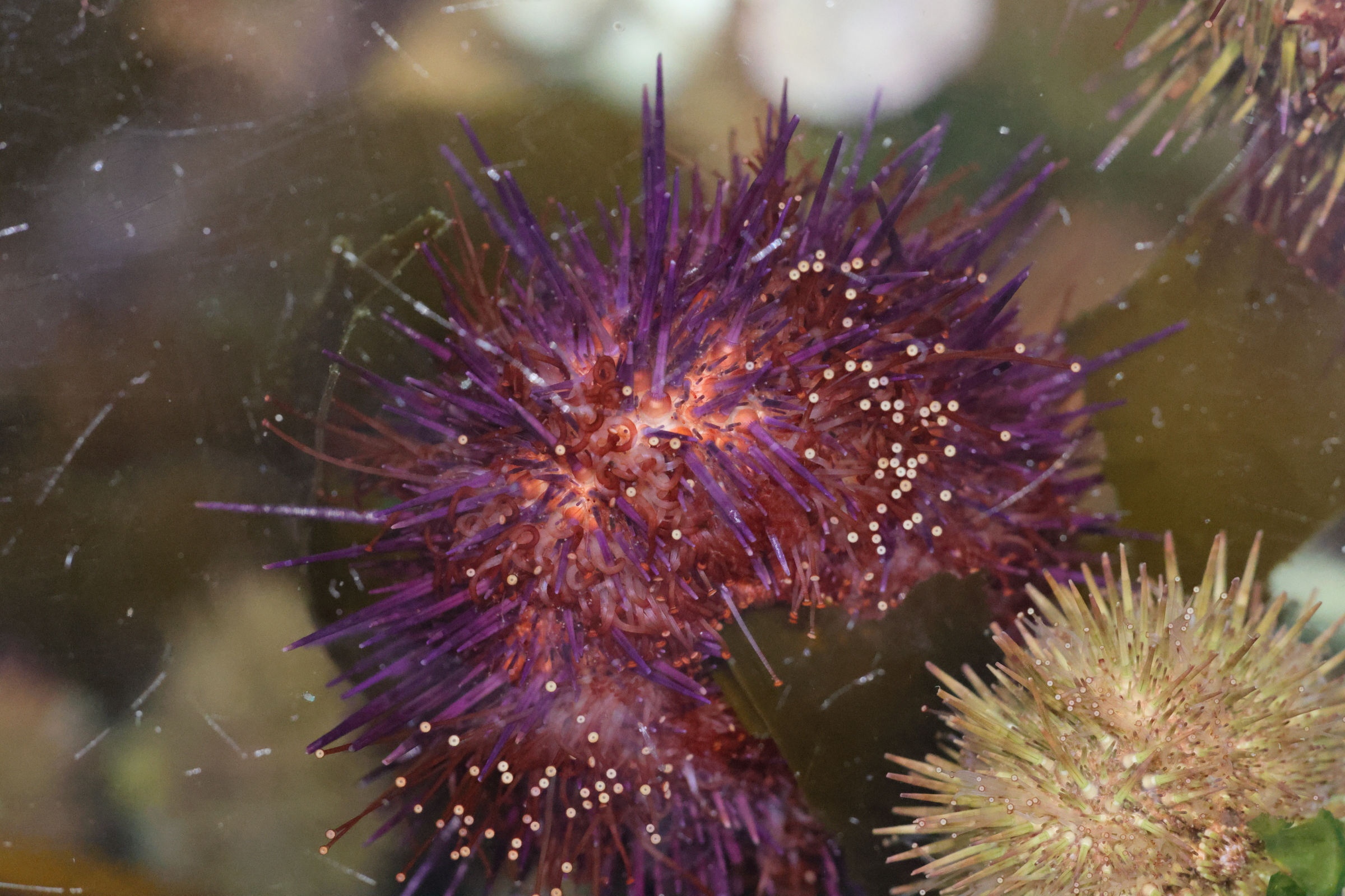 Afficher le média paracentrotus_lividus6md paracentrotus_lividus6md