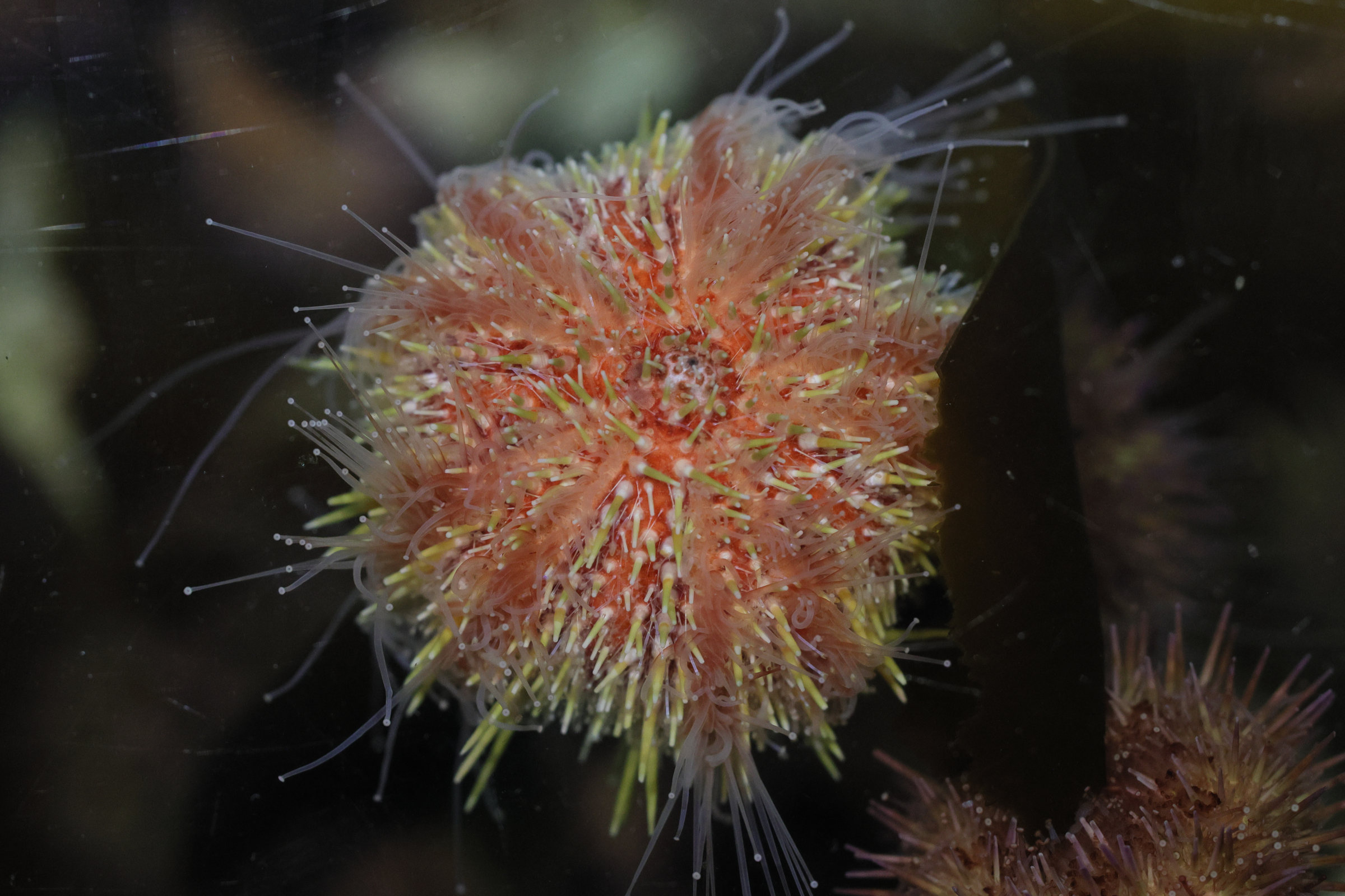 Afficher le média psammechinus_miliaris5md psammechinus_miliaris5md