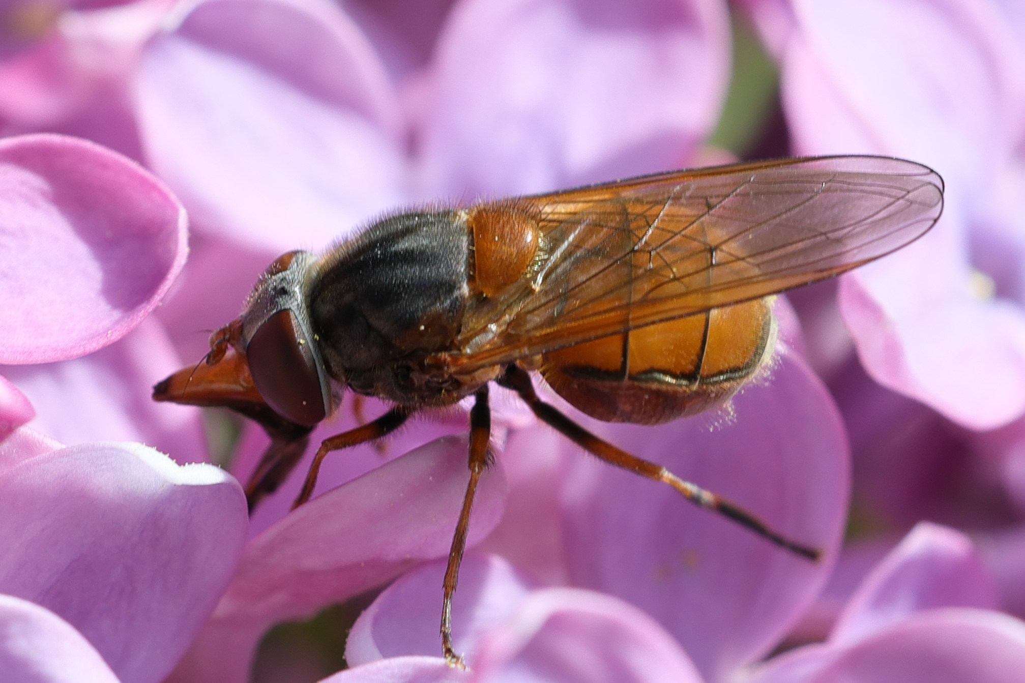 rhingia_campestris6md