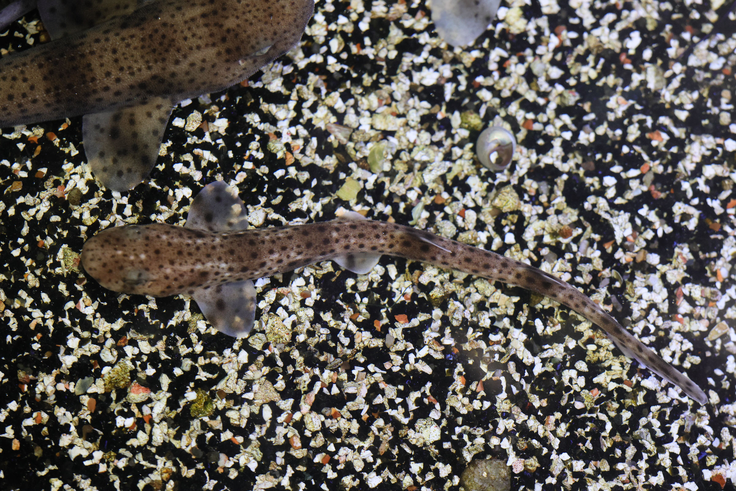 Afficher le média scyliorhinus_canicula4md scyliorhinus_canicula4md