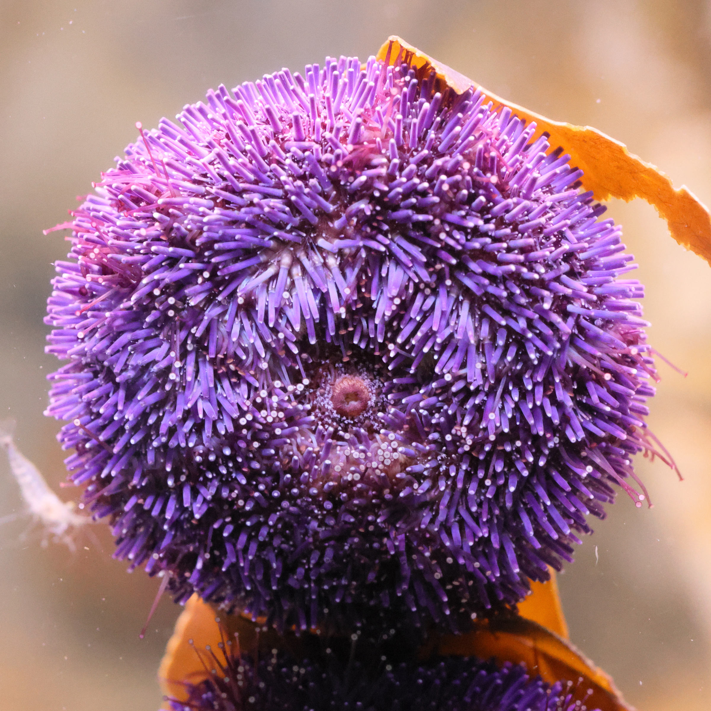 Afficher le média sphaerechinus_granularis2md sphaerechinus_granularis2md