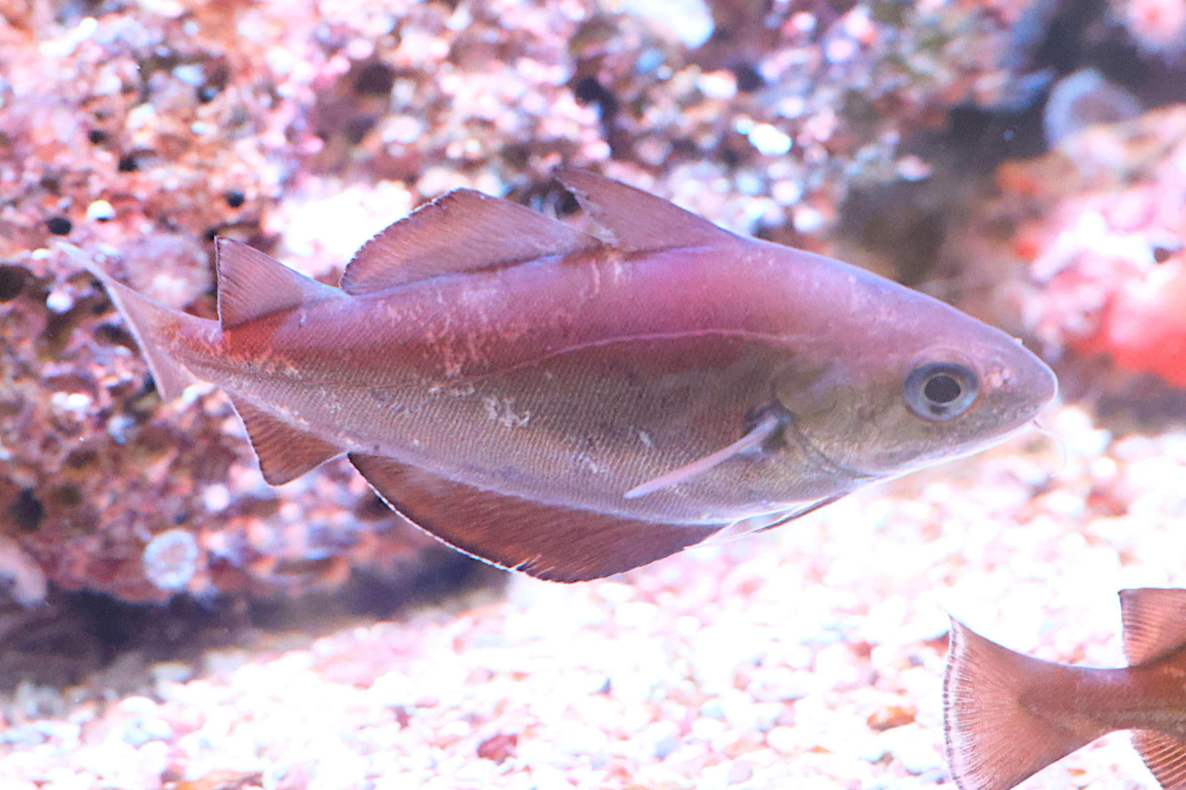 trisopterus_luscus4md